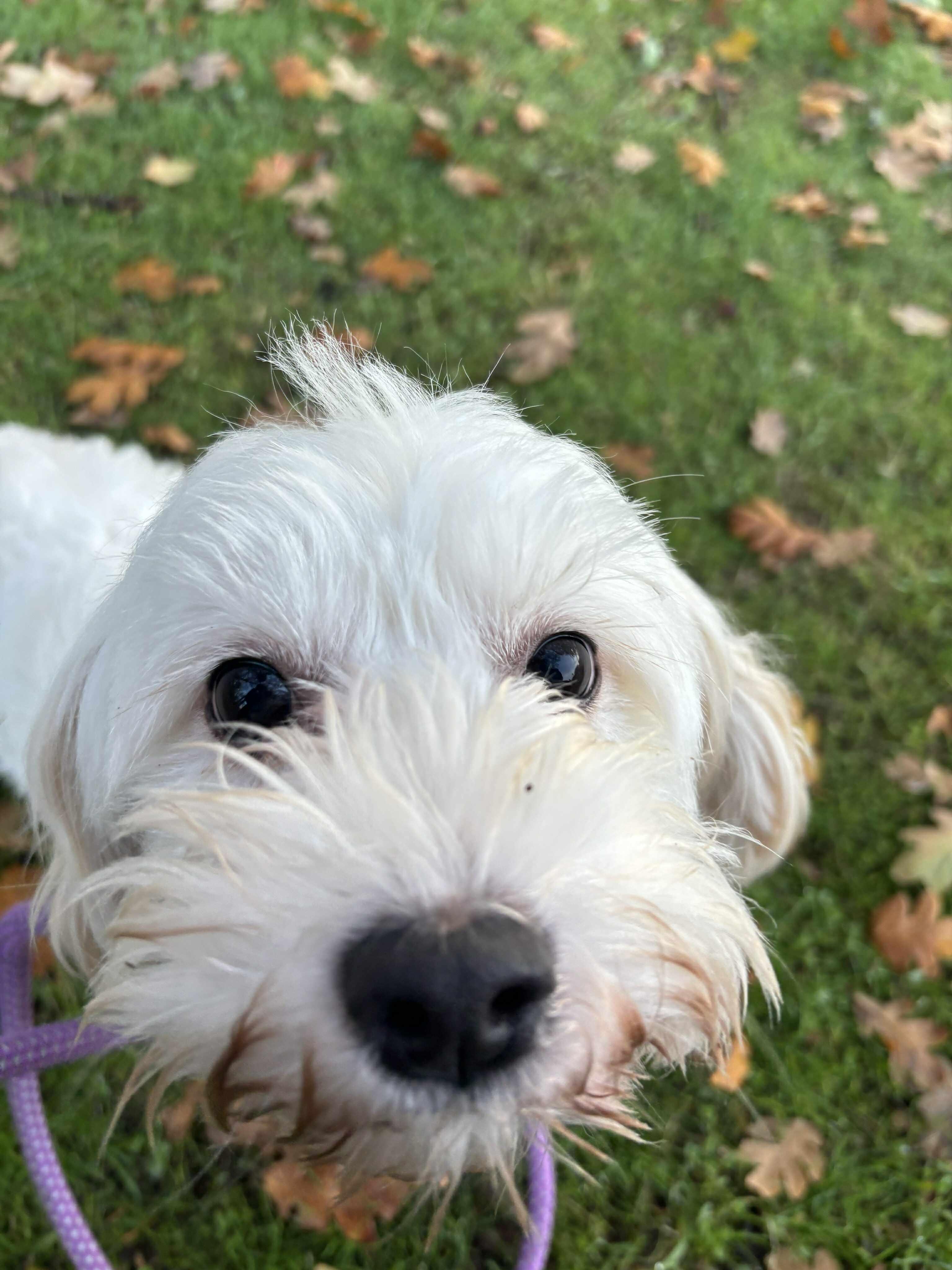 Enlarge Betty White, a Adoptable mixed breed in Tacoma, WA image 2/3