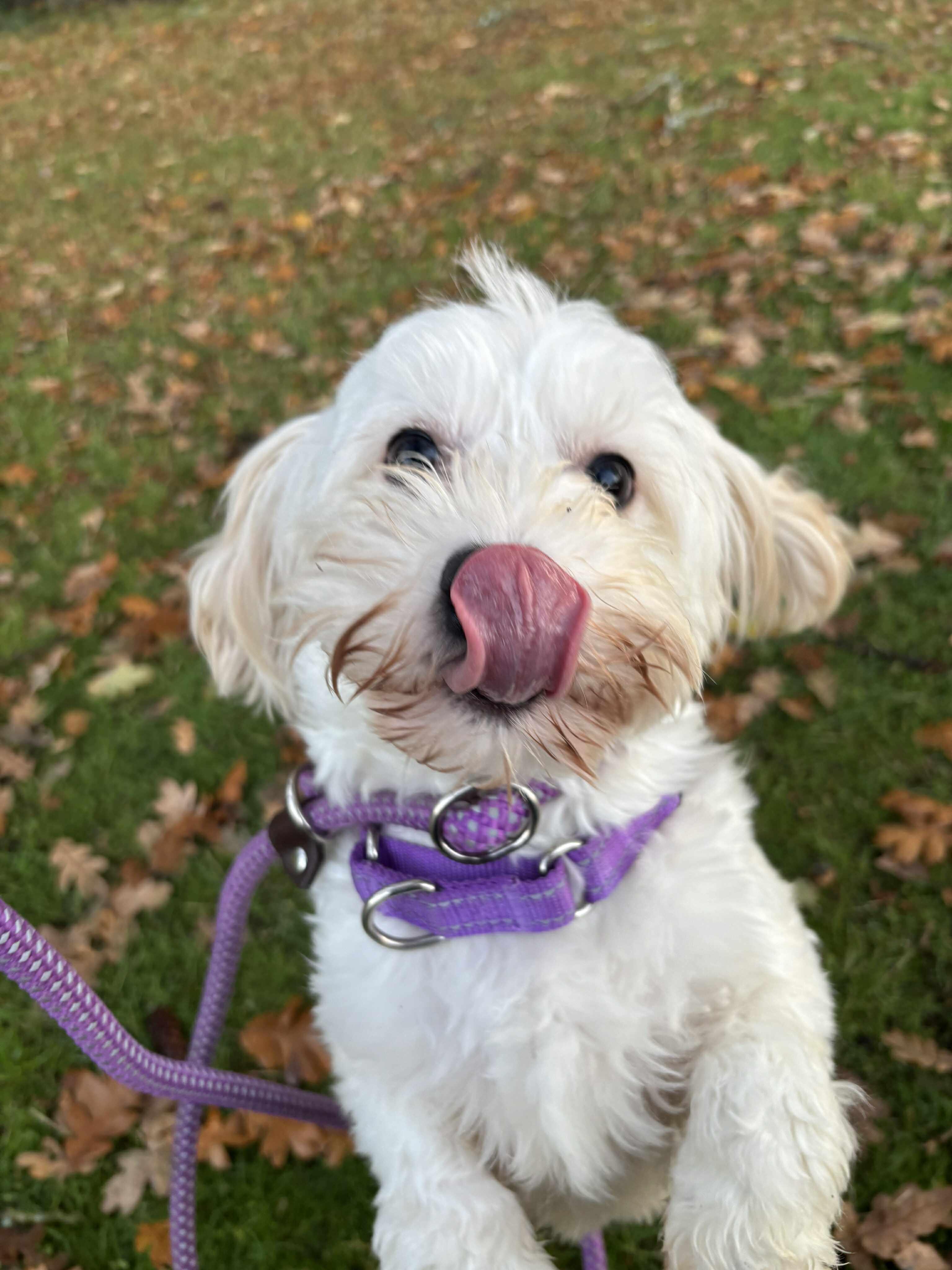 Enlarge Betty White, a Adoptable mixed breed in Tacoma, WA image 3/3
