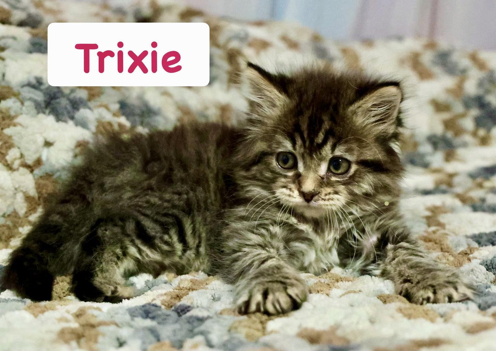 Trixie (Bonded with Pixie), Adopted, Kitten Female Domestic Long Hair.
