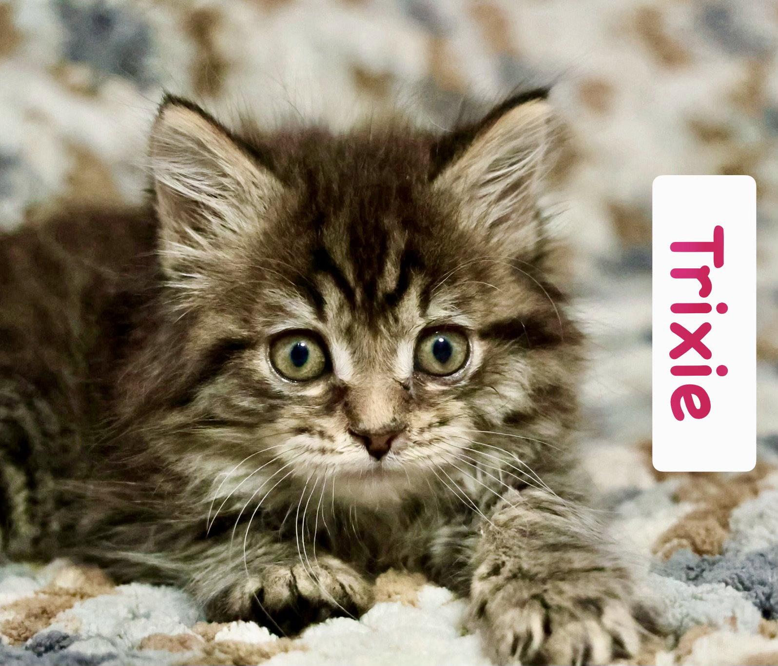 Enlarge Trixie (Bonded with Pixie), a Adopted Domestic Long Hair in Reston, VA image 2/3