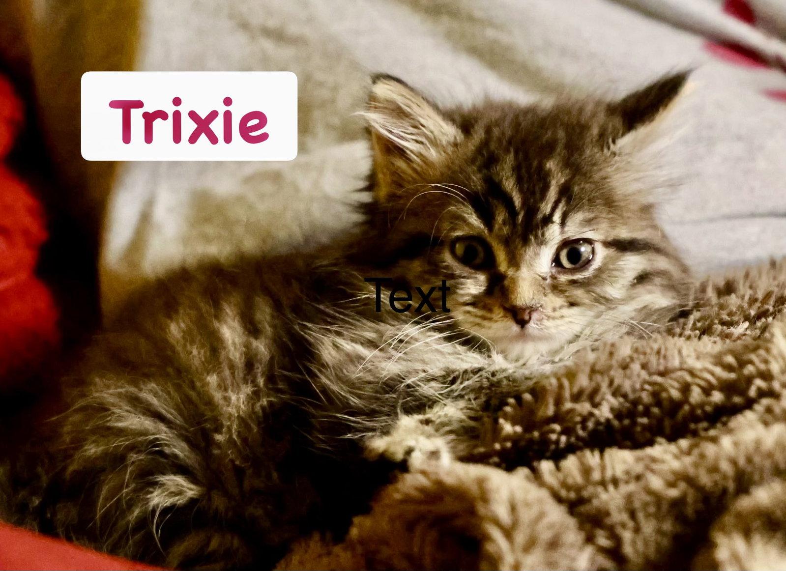 Enlarge Trixie (Bonded with Pixie), a Adopted Domestic Long Hair in Reston, VA image 3/3