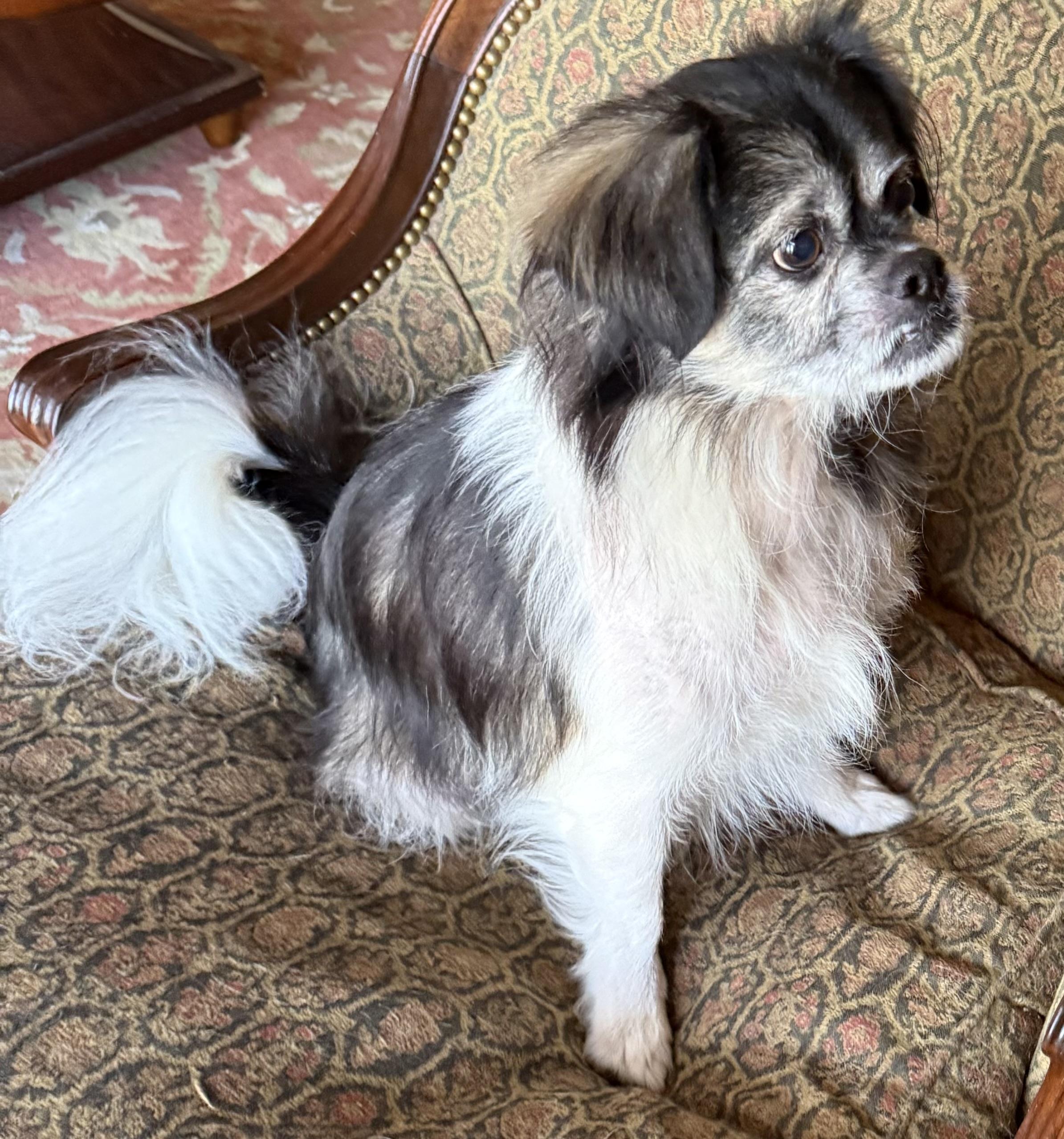 Bogey, ADOPTABLE, Adult Male Cavalier King Charles Spaniel & Pekingese.