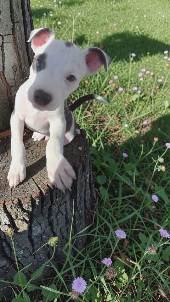 Enlarge Petey Mario, a Adopted American Staffordshire Terrier in Berlin, NJ image 1/3