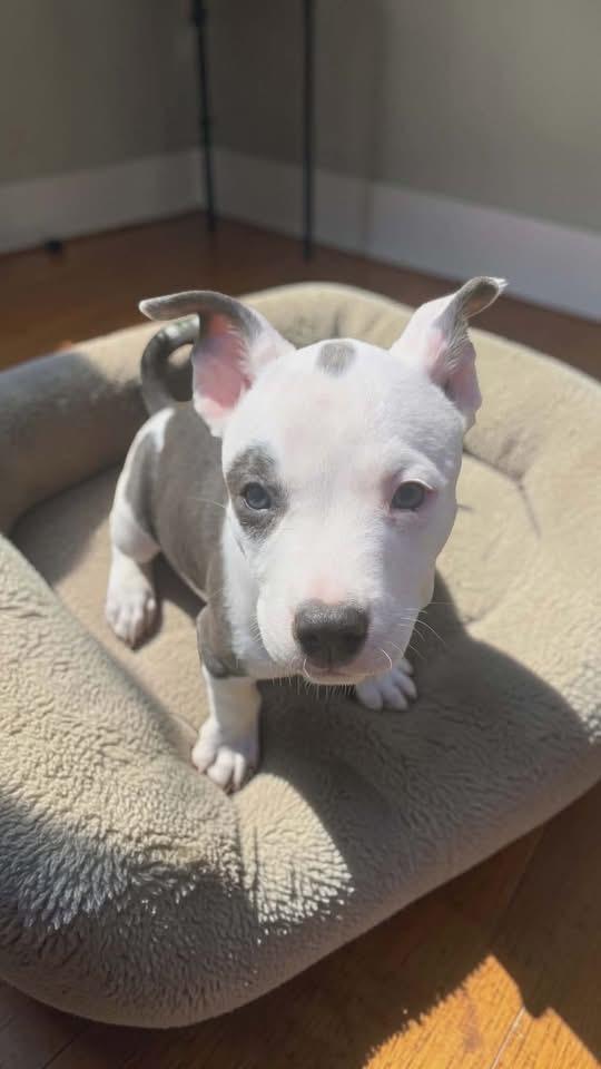 Enlarge Petey Mario, a Adopted American Staffordshire Terrier in Berlin, NJ image 2/3