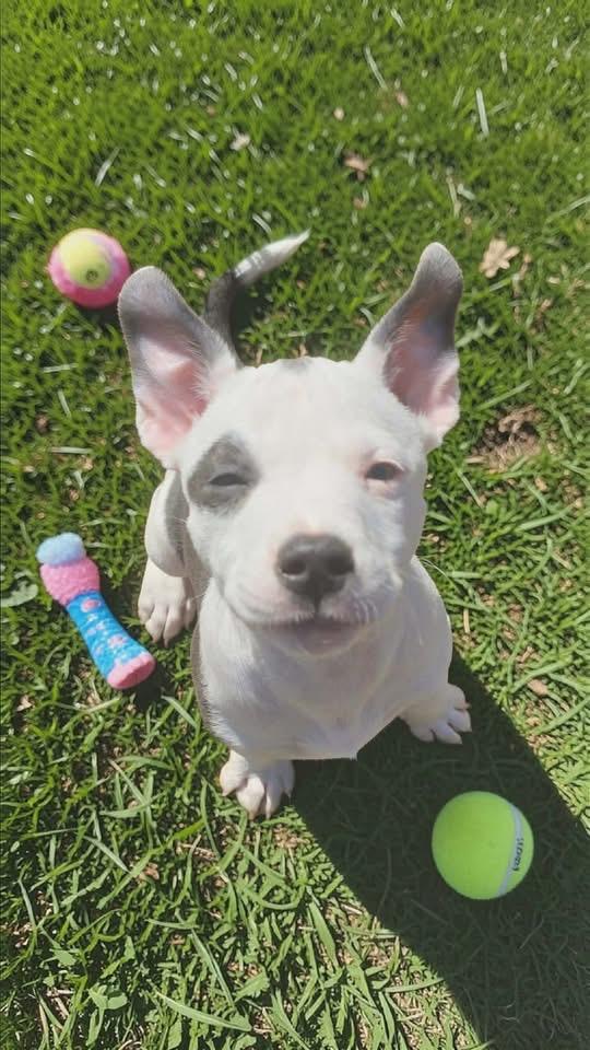 Enlarge Petey Mario, a Adopted American Staffordshire Terrier in Berlin, NJ image 3/3