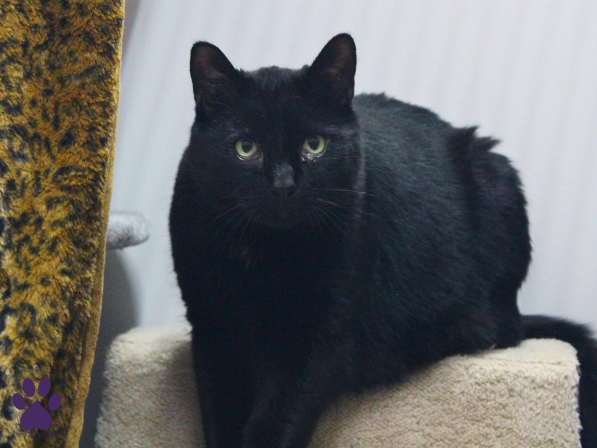Enlarge Ernie, a ADOPTABLE Domestic Short Hair in Missoula, MT image 2/3