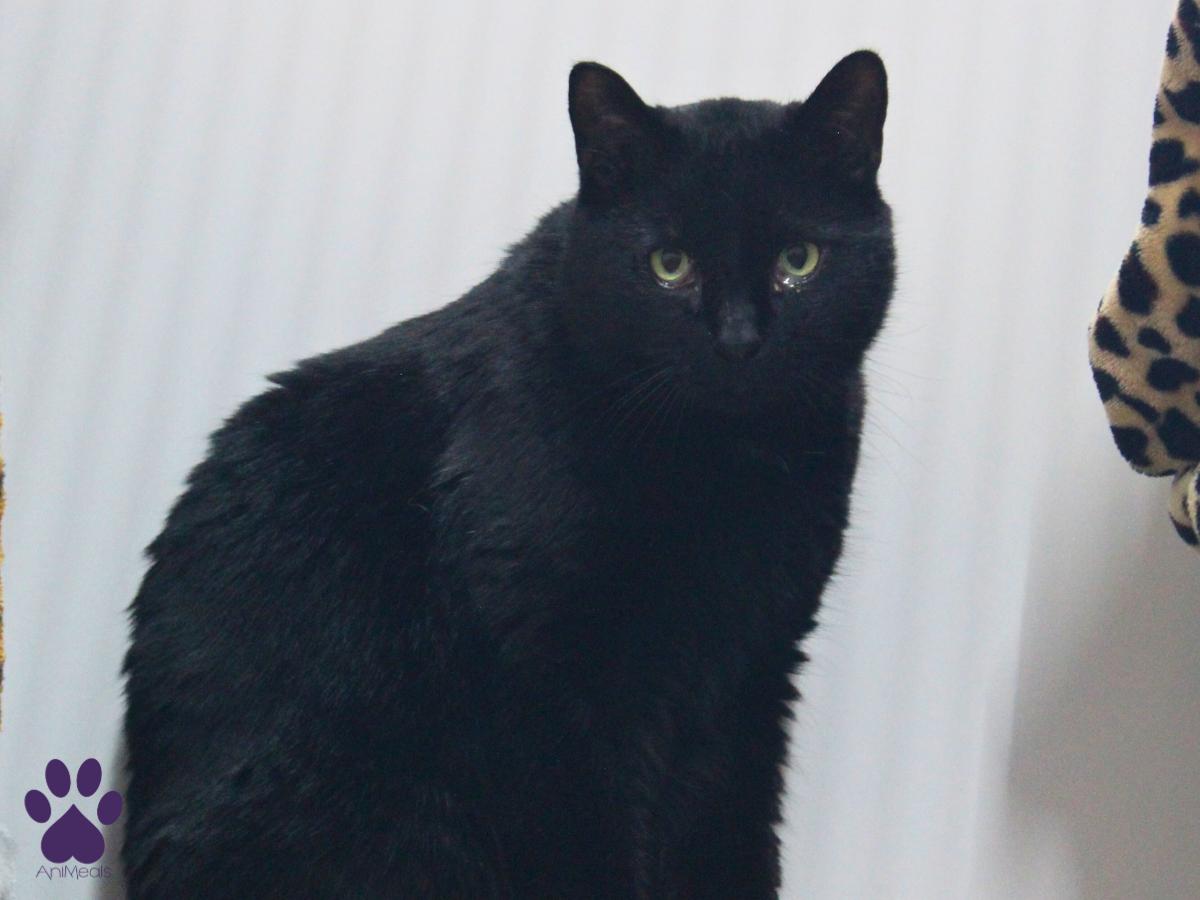 Enlarge Ernie, a ADOPTABLE Domestic Short Hair in Missoula, MT image 3/3