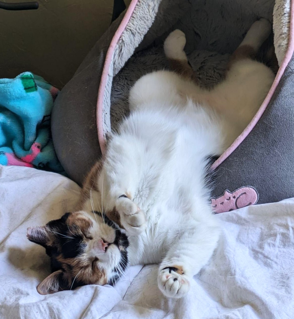 Enlarge Harley, a Adoptable Calico in Spokane, WA image 2/3