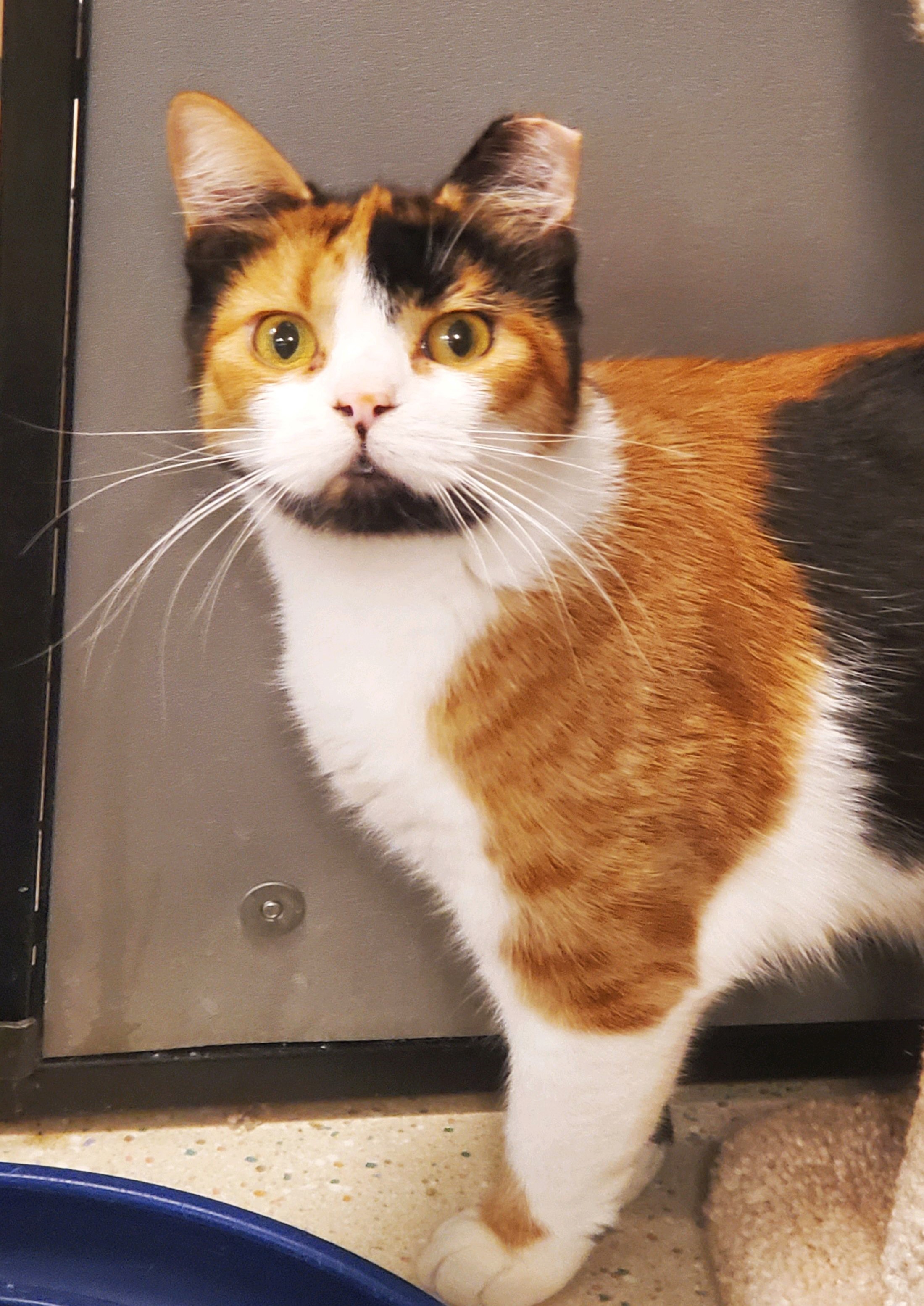 Enlarge Harley, a Adoptable Calico in Spokane, WA image 3/3