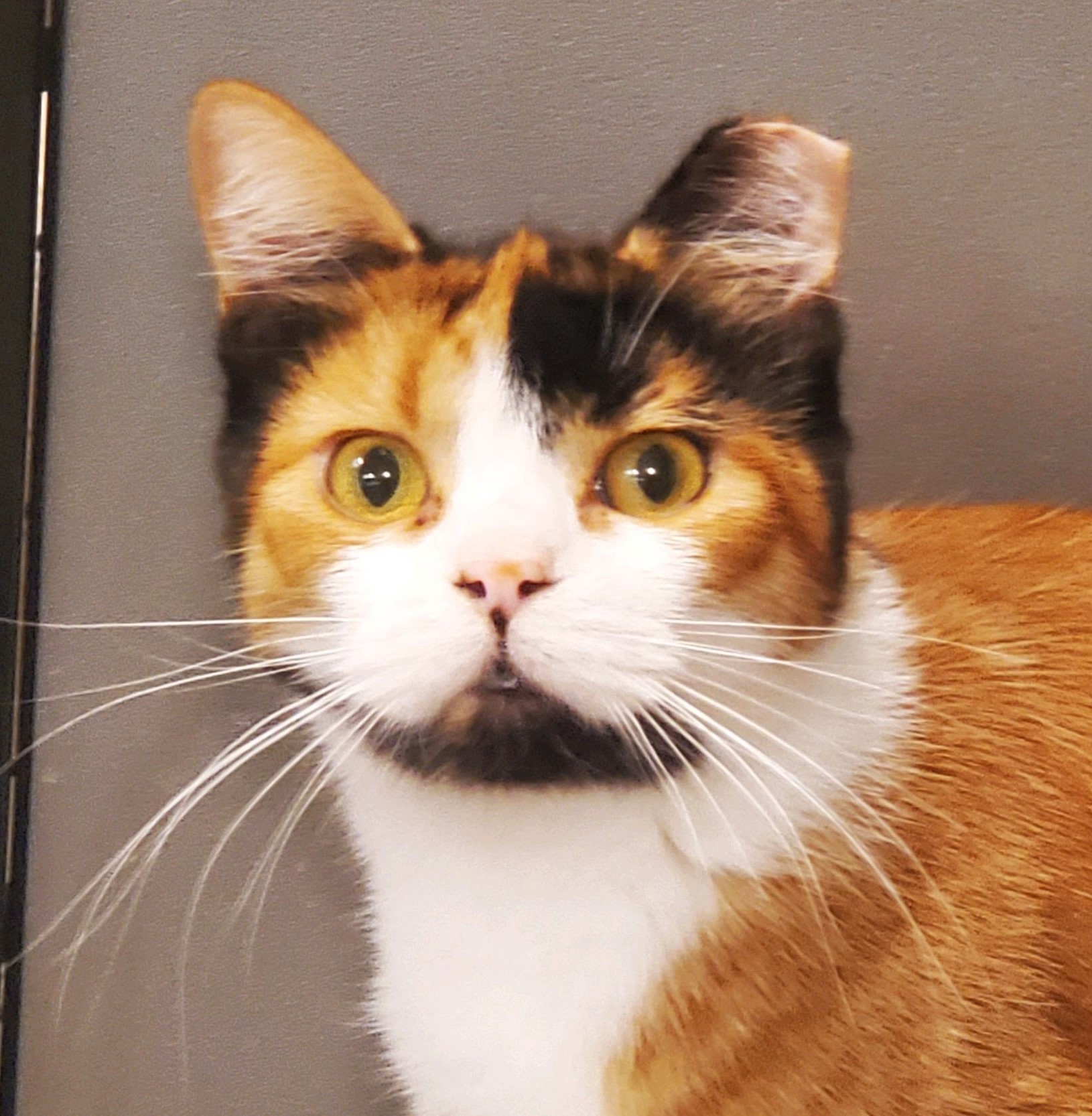 Enlarge Harley, a Adoptable Calico in Spokane, WA image 1/3