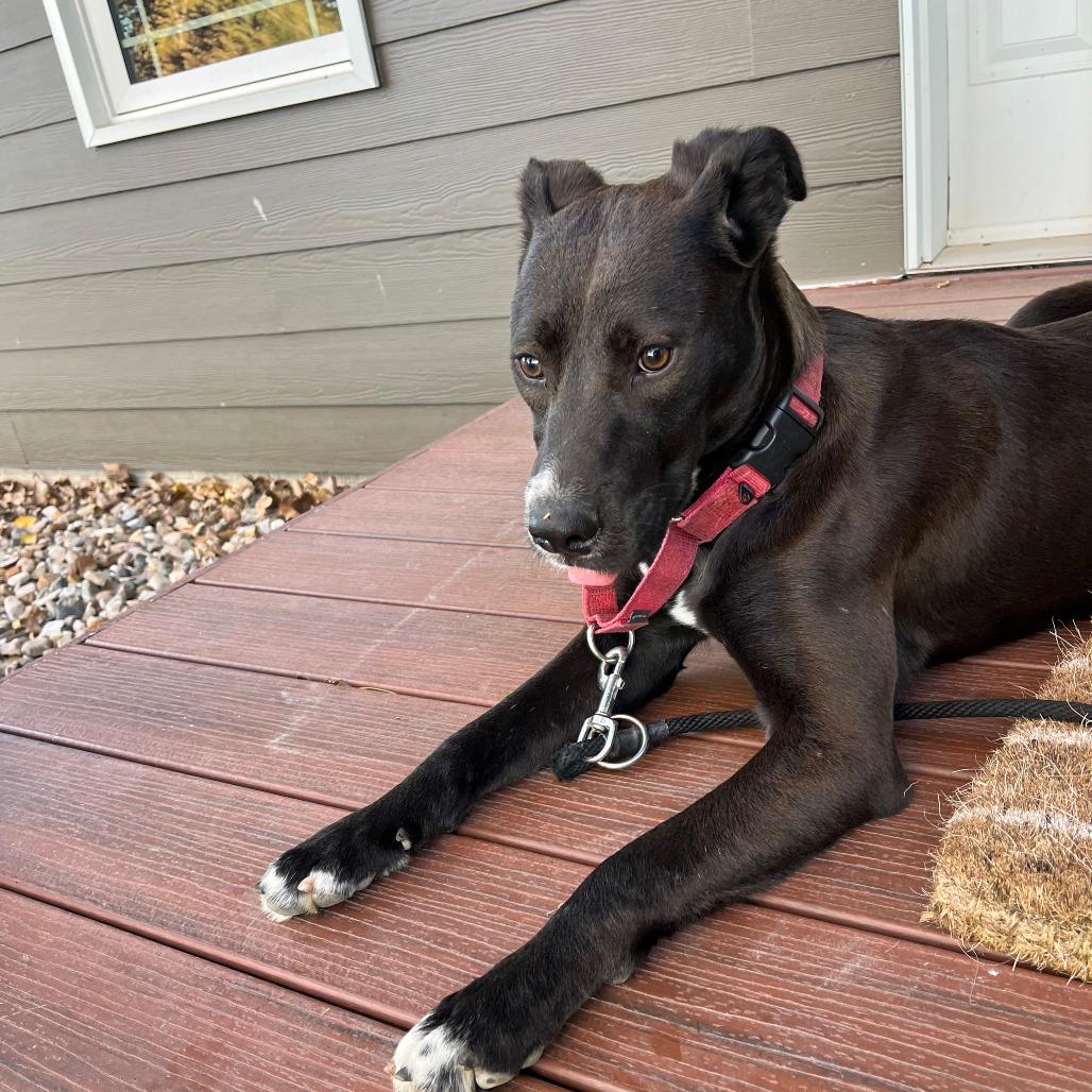 Charlotte, Adoptable, Young Female Mixed Breed.
