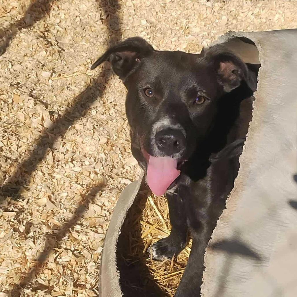 Enlarge Charlotte, a Adoptable Mixed Breed in Boone, IA image 2/5