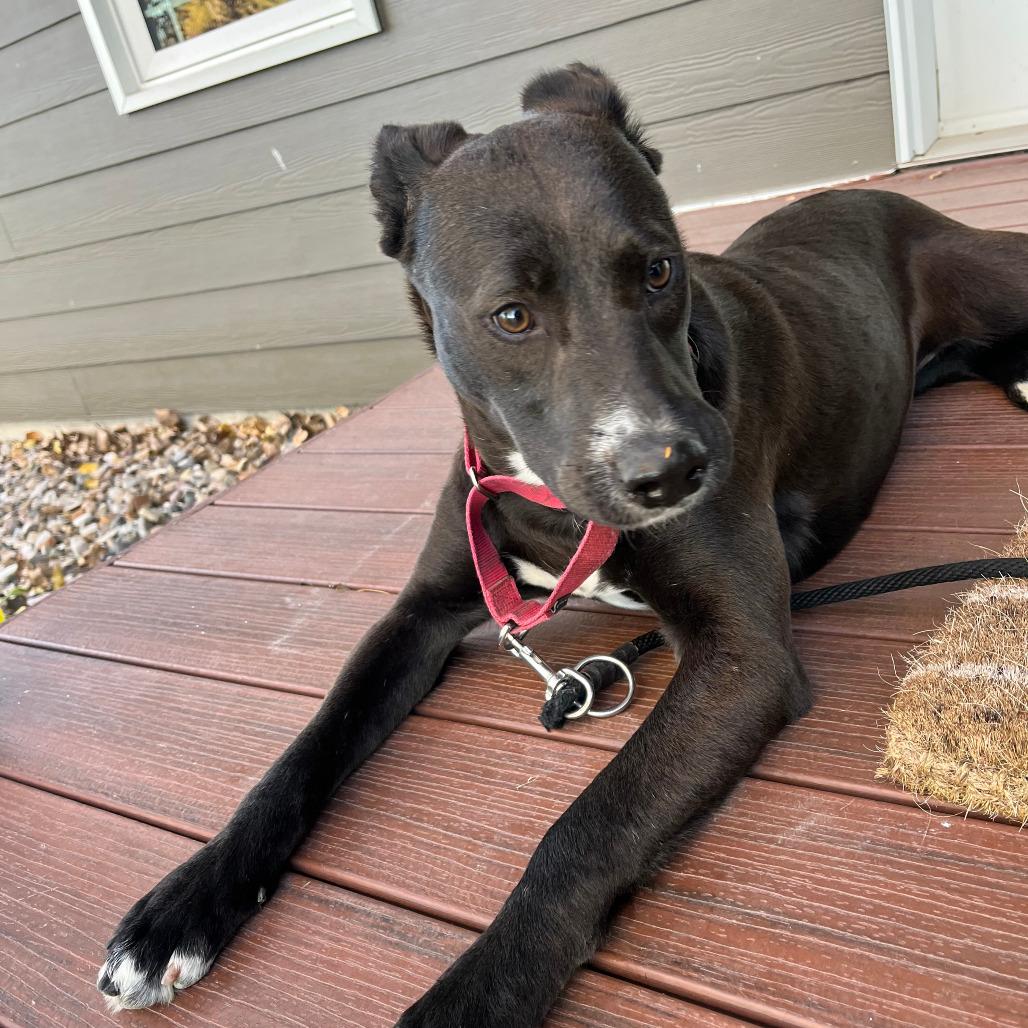 Enlarge Charlotte, a Adoptable Mixed Breed in Boone, IA image 3/5