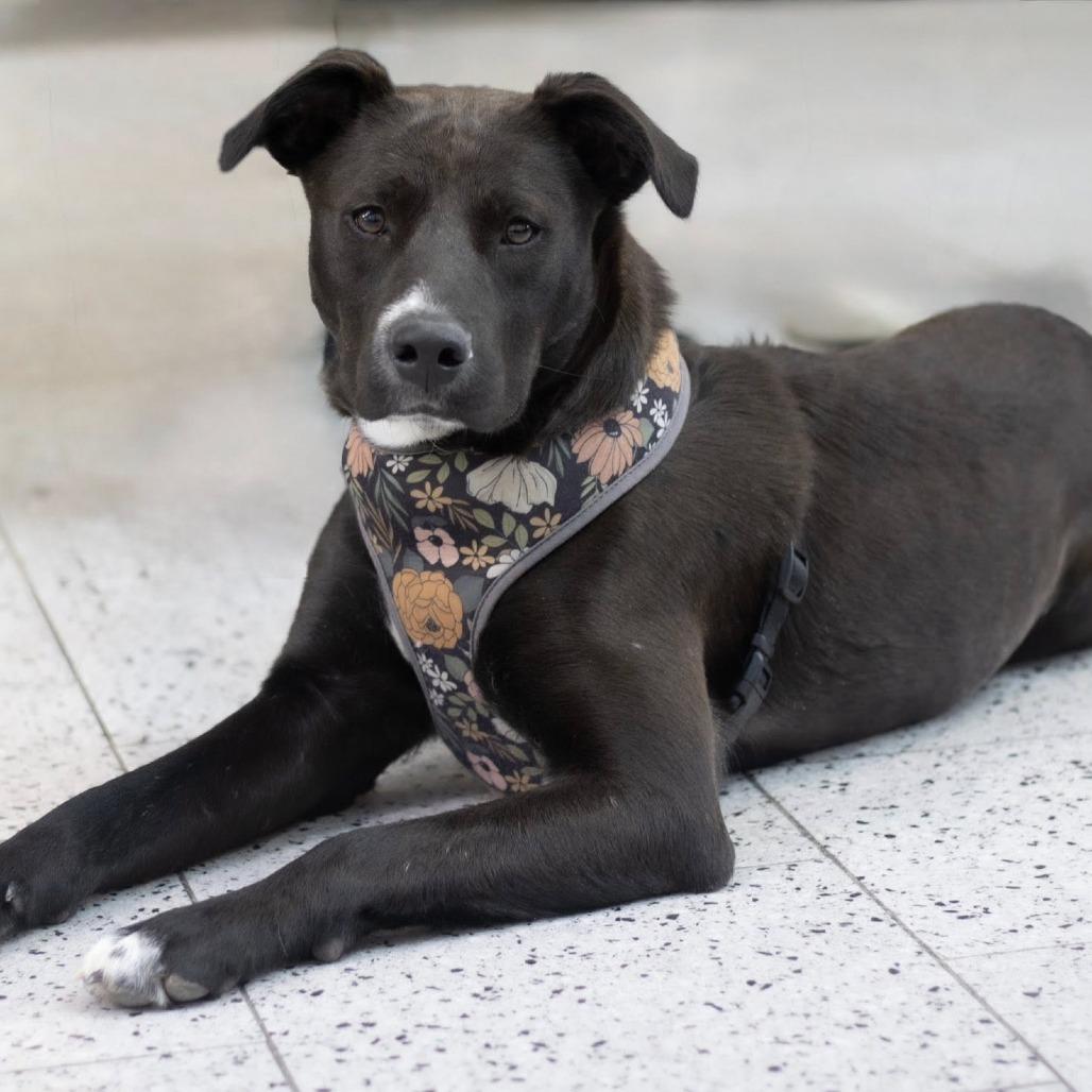 Enlarge Charlotte, a Adoptable Mixed Breed in Boone, IA image 4/5