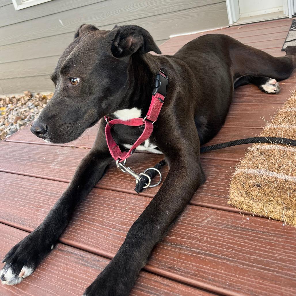 Enlarge Charlotte, a Adoptable Mixed Breed in Boone, IA image 5/5