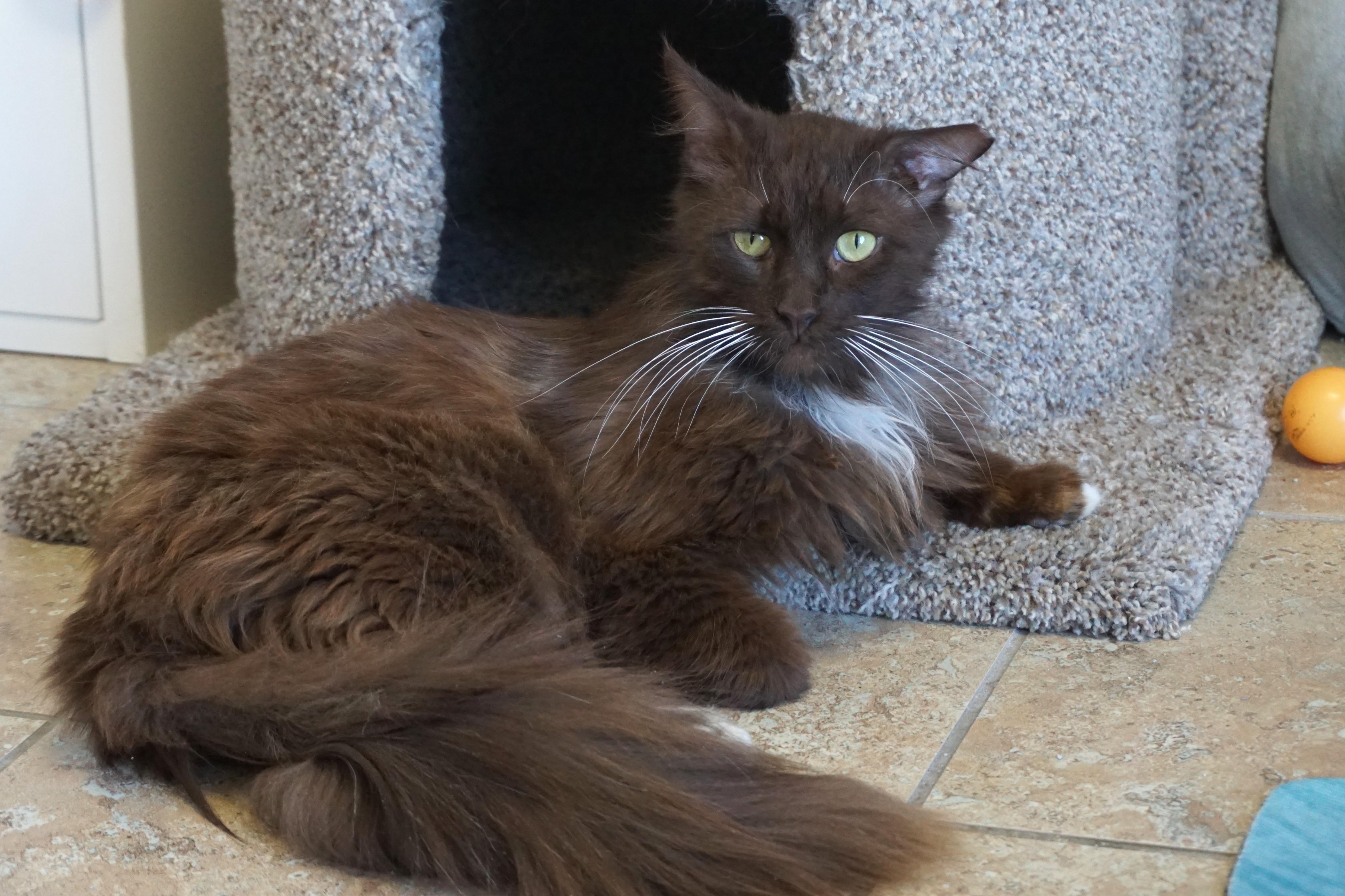 Gremlin II, an adopted Domestic Long Hair in Fountain Hills, AZ image 4/4