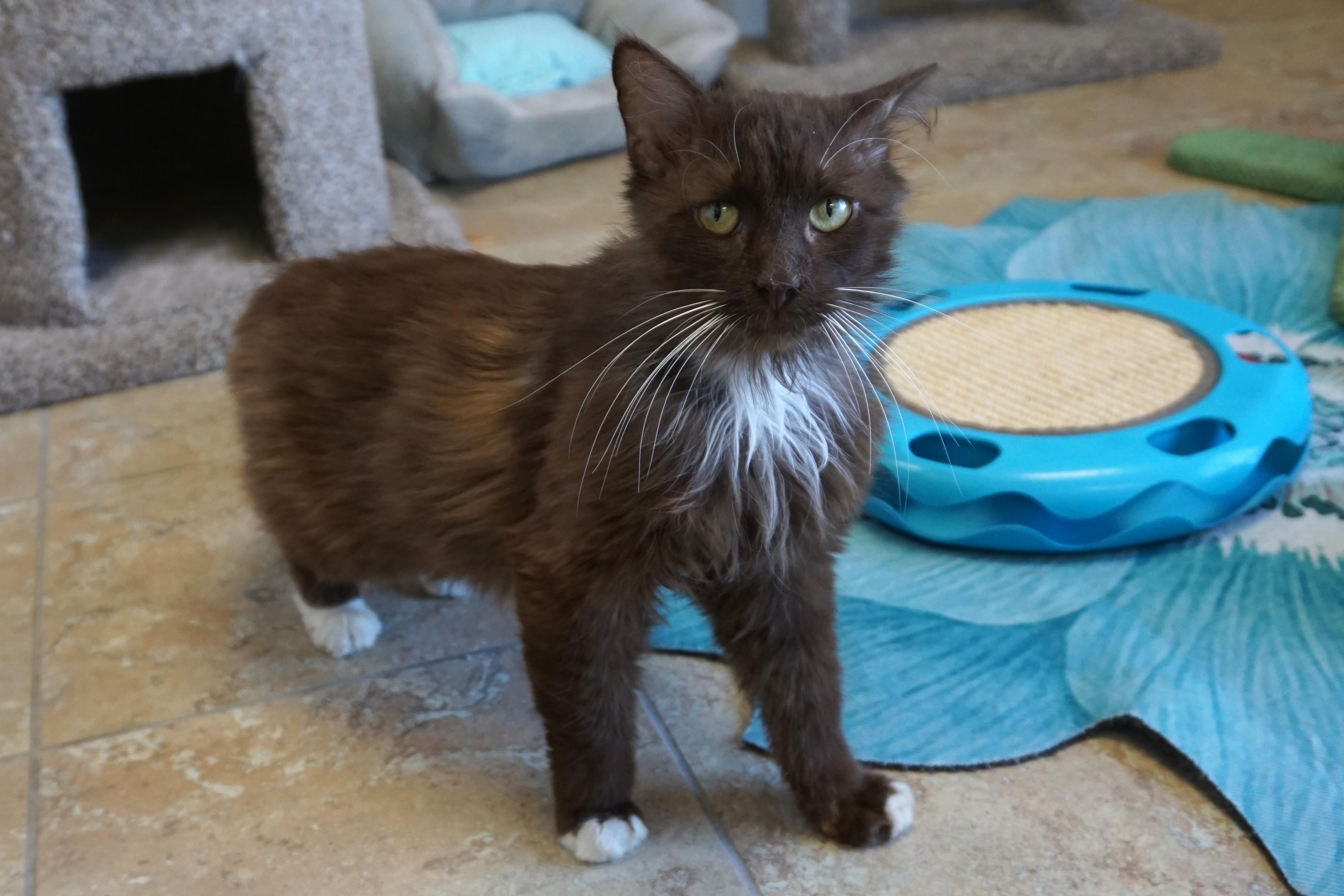 Gremlin II, adopted, Adult Male Domestic Long Hair.