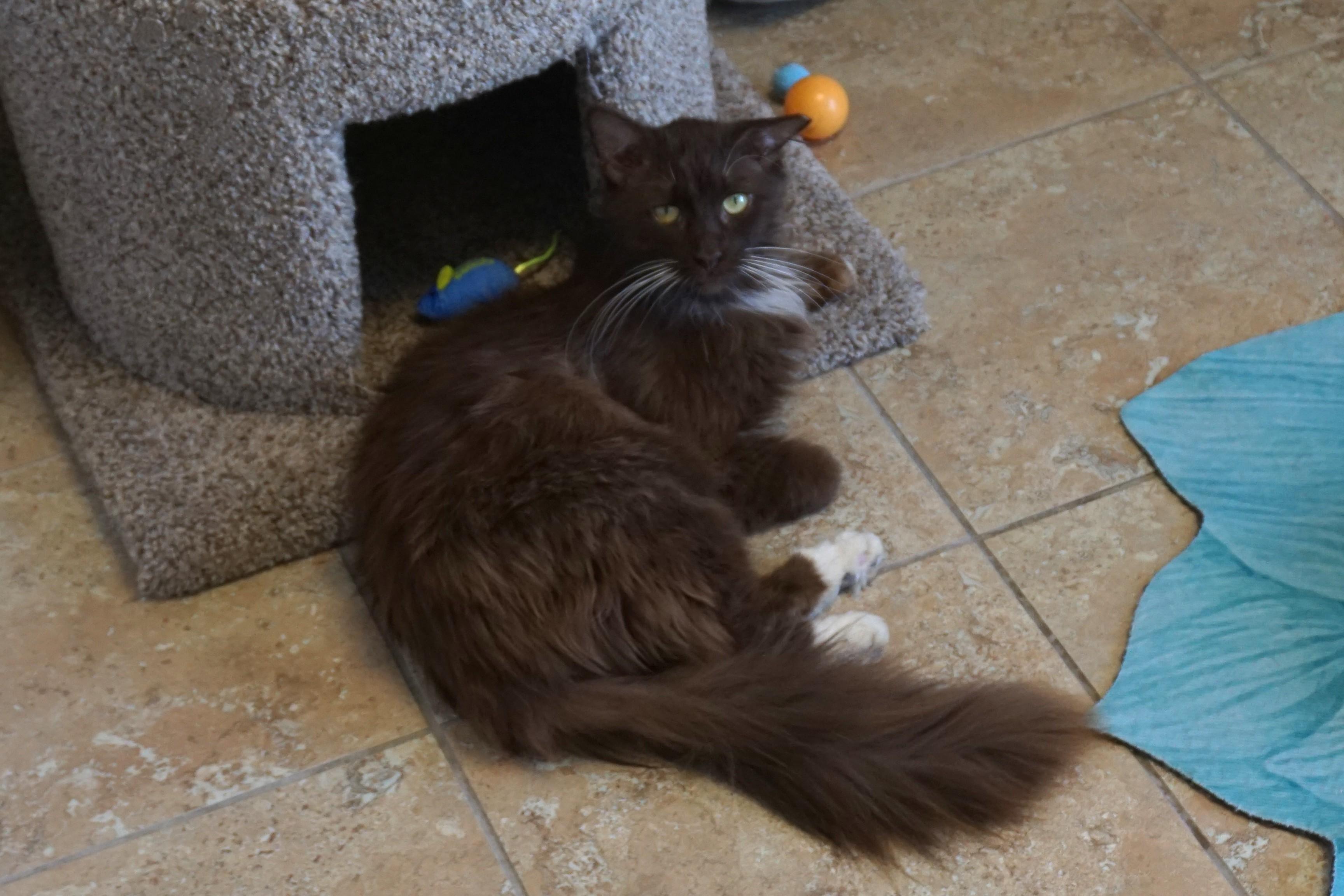 Gremlin II, an adopted Domestic Long Hair in Fountain Hills, AZ image 2/4