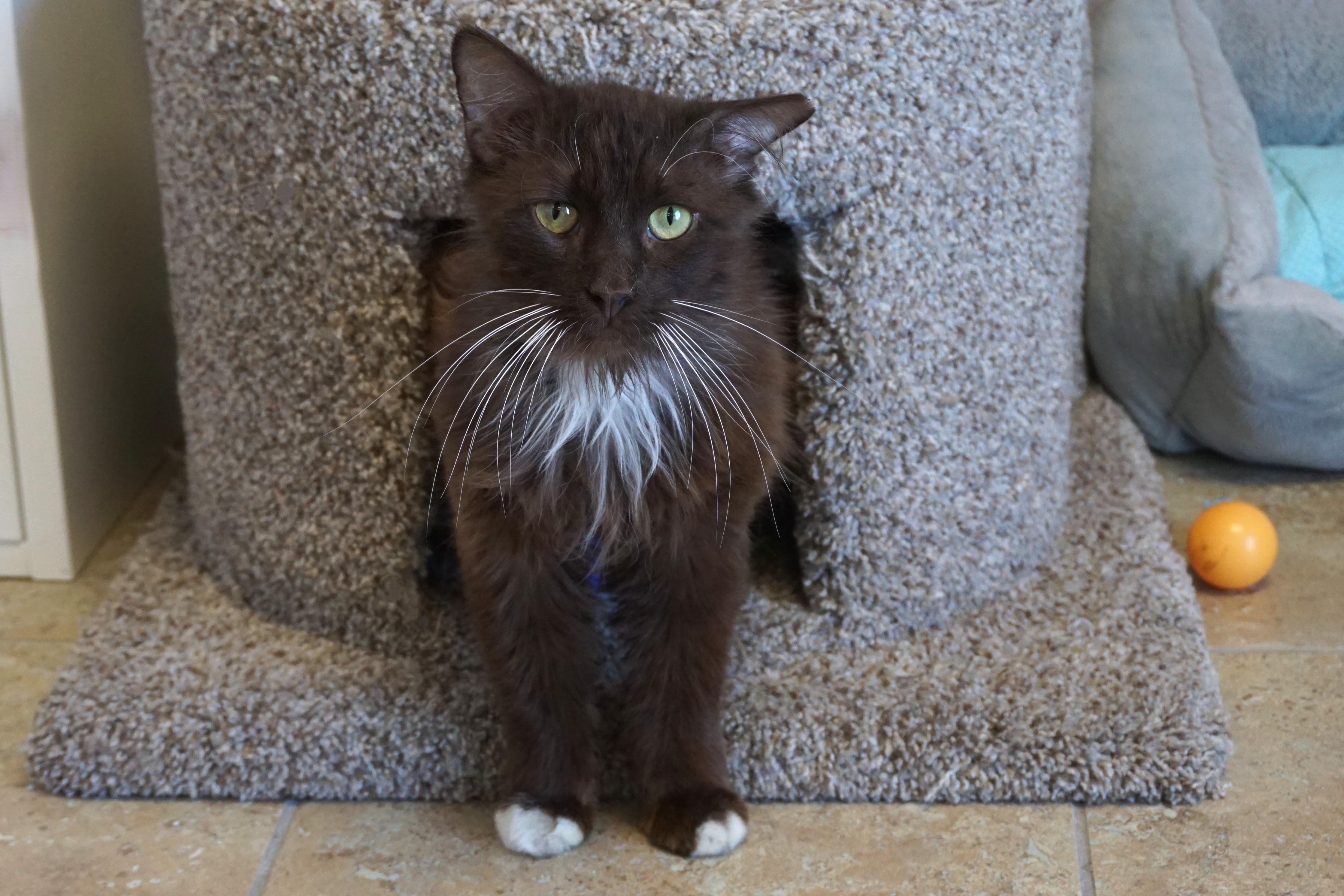 Gremlin II, an adopted Domestic Long Hair in Fountain Hills, AZ image 3/4