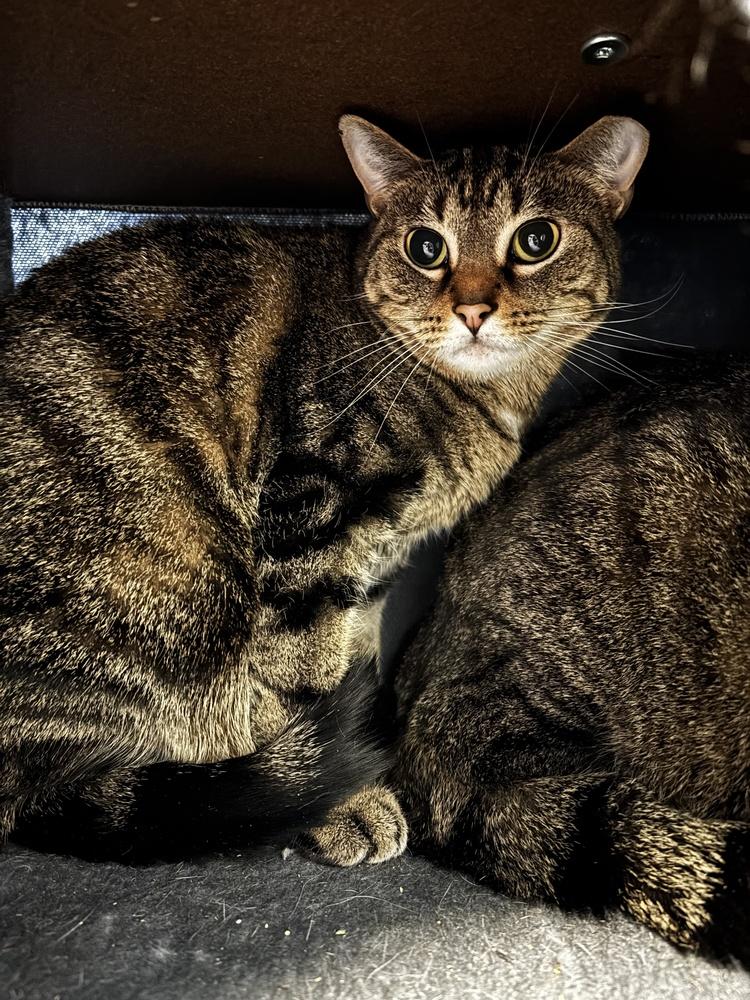Haze, Adoptable, Adult Female Domestic Short Hair.