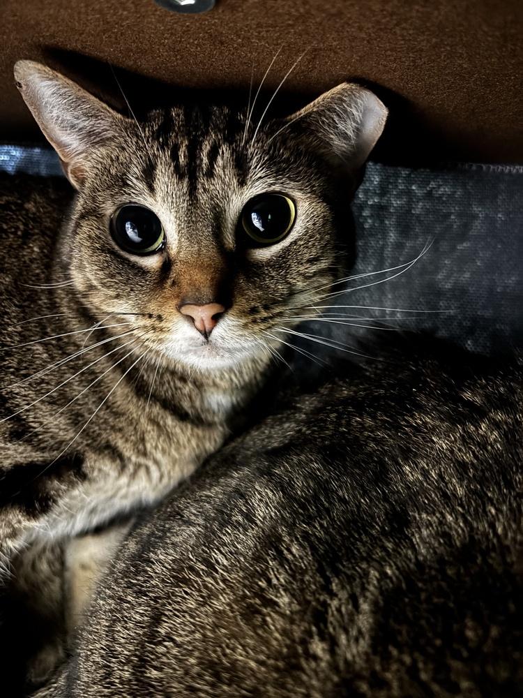 Enlarge Haze, a Adoptable Domestic Short Hair in Virginia Beach, VA image 2/6