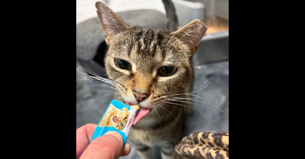 Haze, a Adoptable Domestic Short Hair in Virginia Beach, VA image 1/4