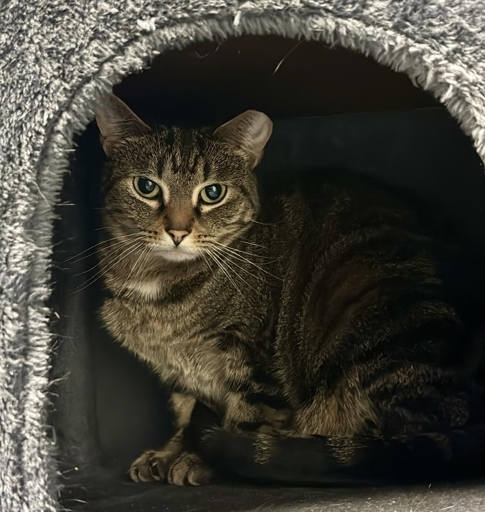 Enlarge Haze, a Adoptable Domestic Short Hair in Virginia Beach, VA image 3/6
