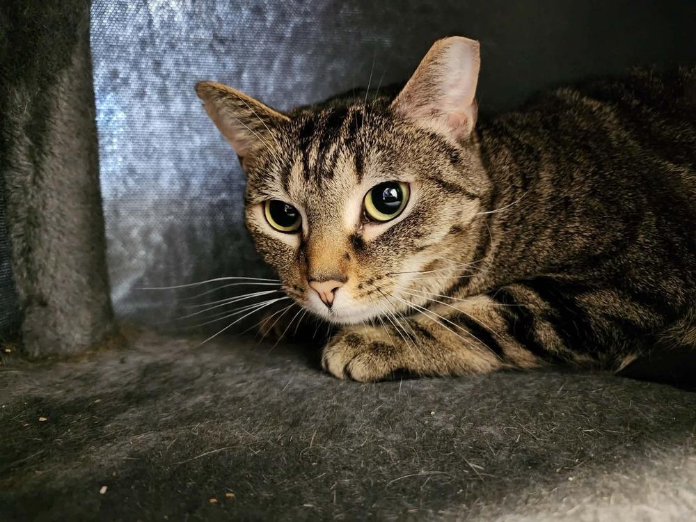 Enlarge Haze, a Adoptable Domestic Short Hair in Virginia Beach, VA image 4/6