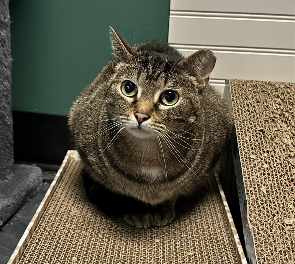 Enlarge Haze, a Adoptable Domestic Short Hair in Virginia Beach, VA image 5/6