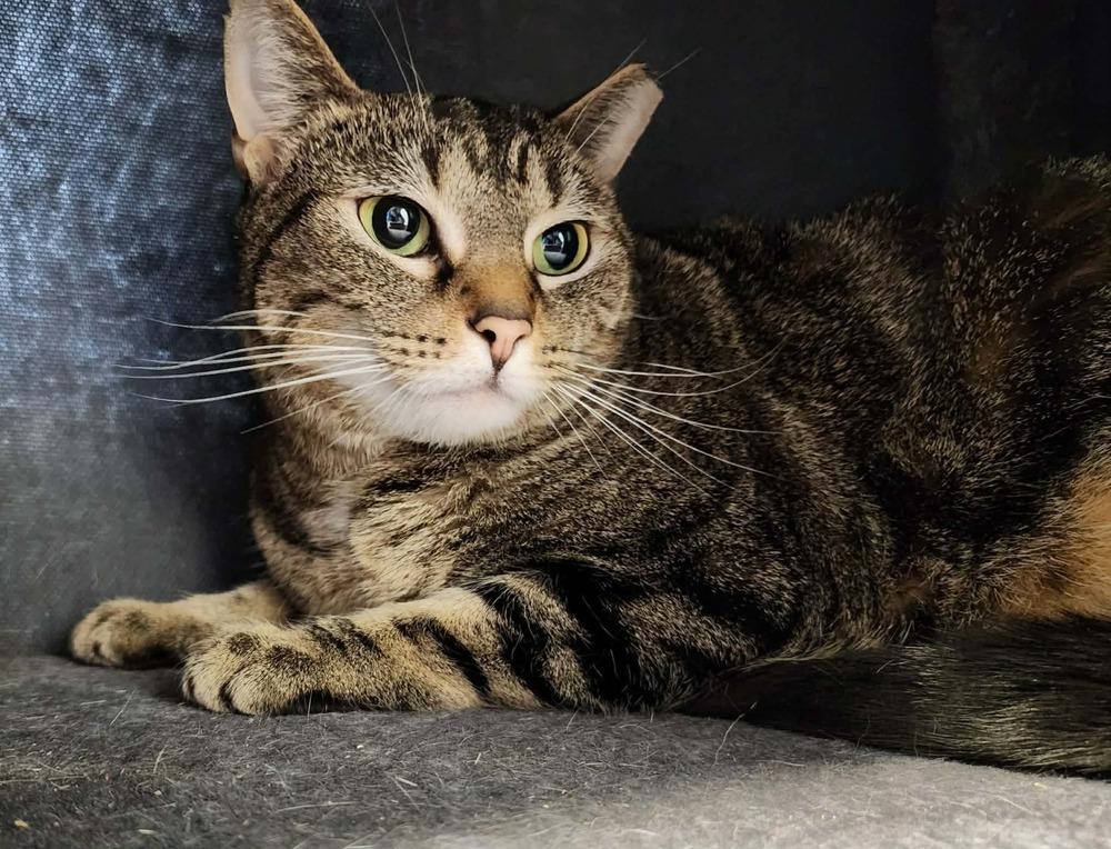Enlarge Haze, a Adoptable Domestic Short Hair in Virginia Beach, VA image 6/6
