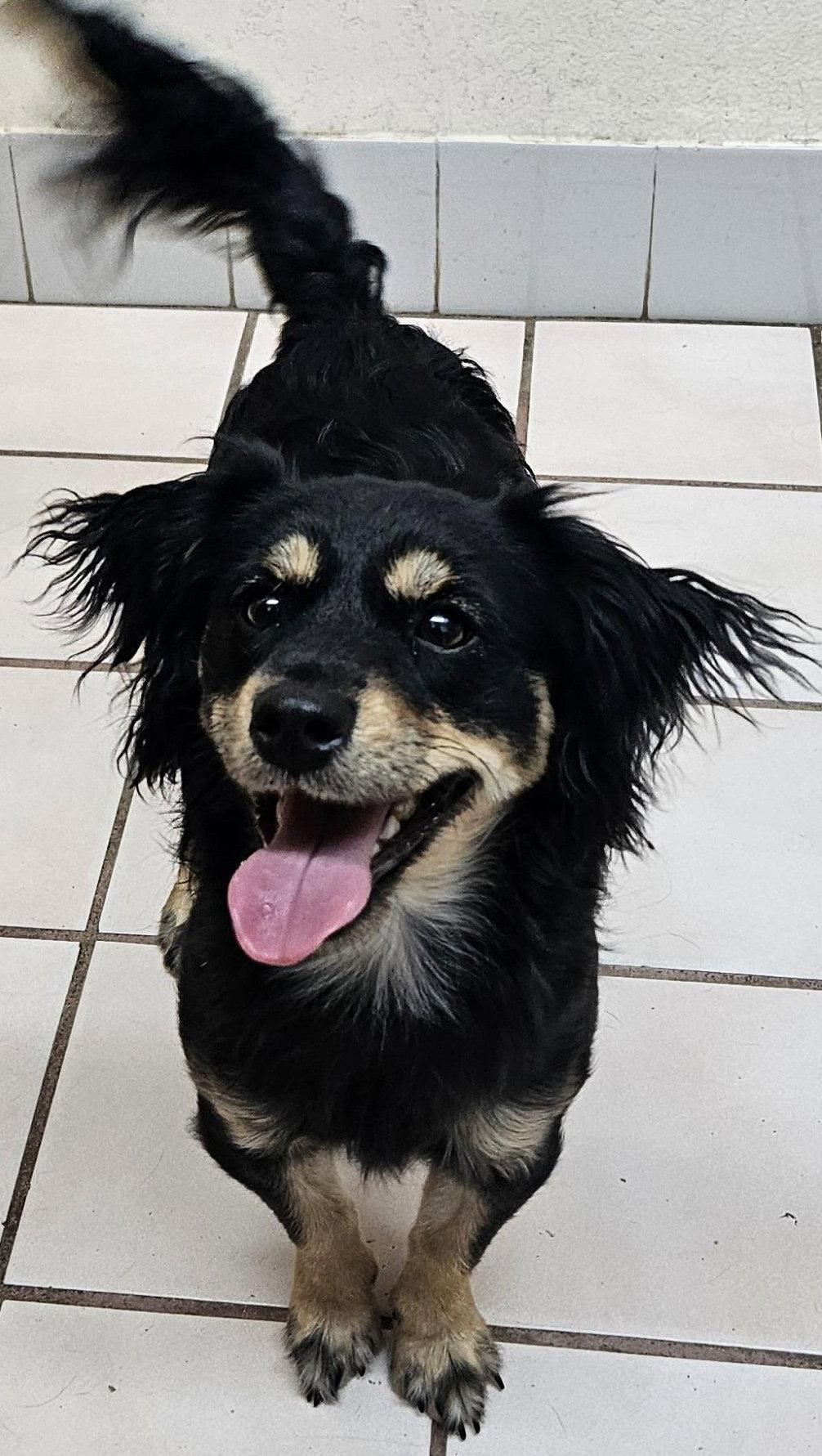 Enlarge Baxter, a Adopted mixed breed in Los Angeles, CA image 1/3