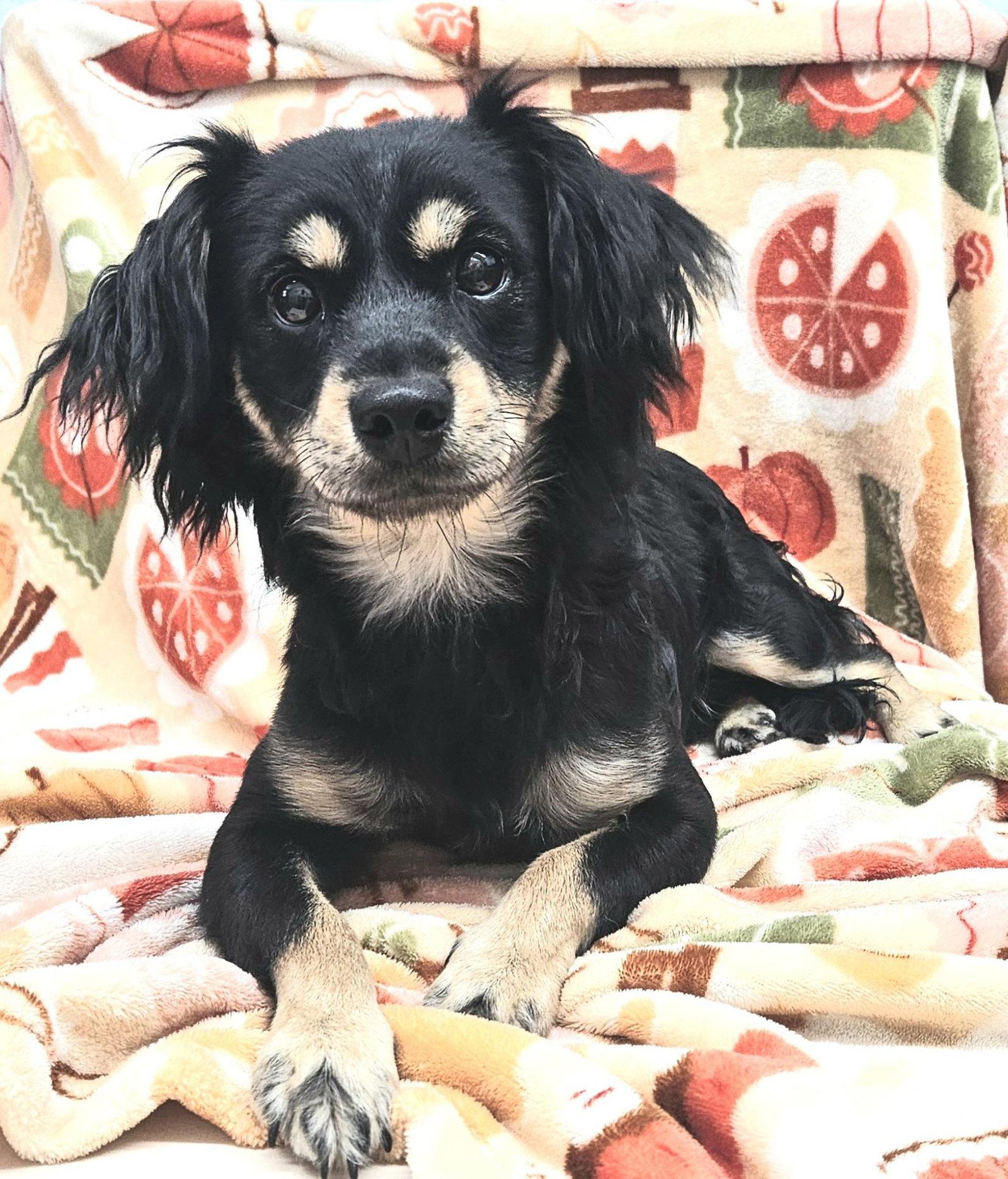 Enlarge Baxter, a Adopted mixed breed in Los Angeles, CA image 2/3