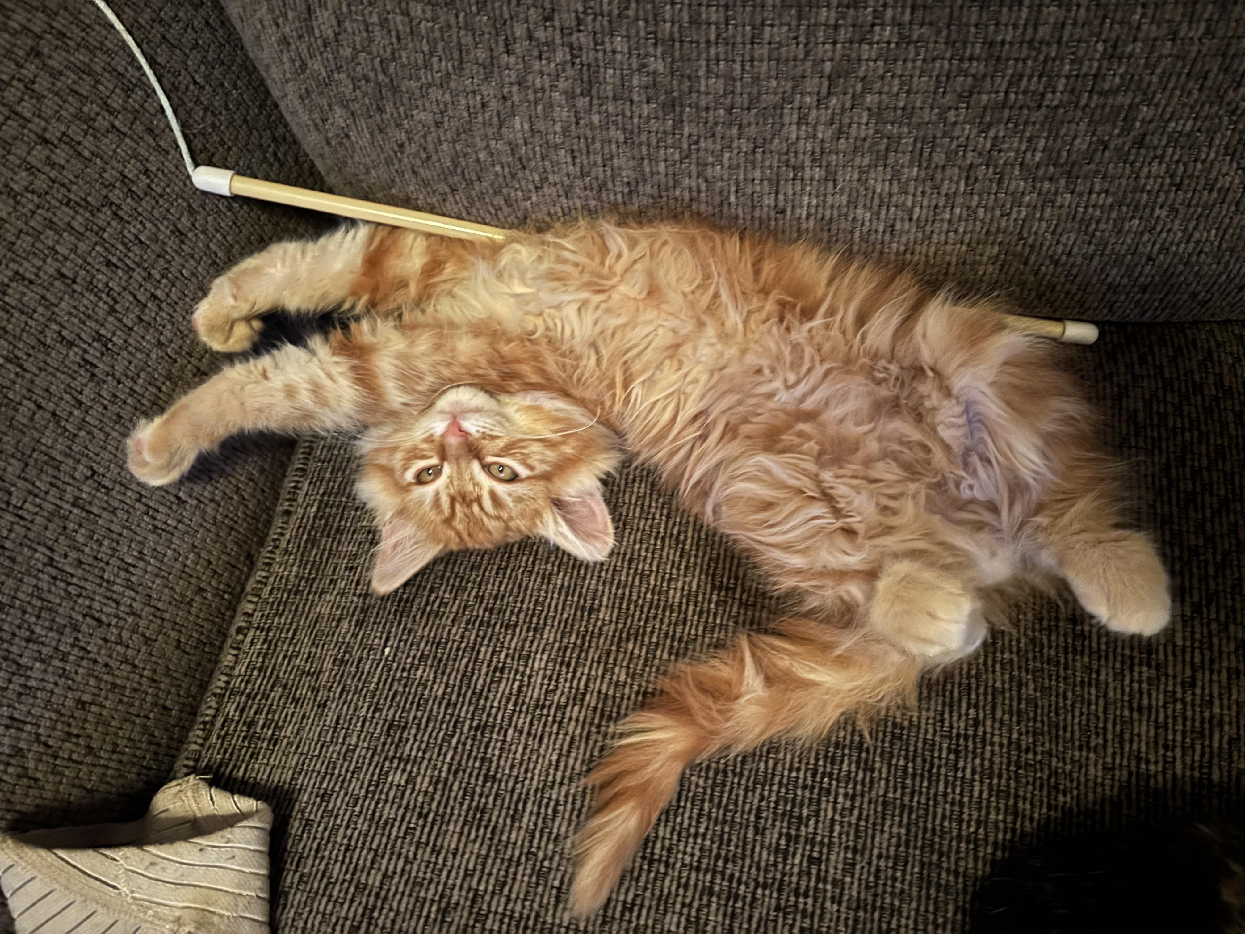 Chestnut, Adoptable, Kitten Male Tabby.