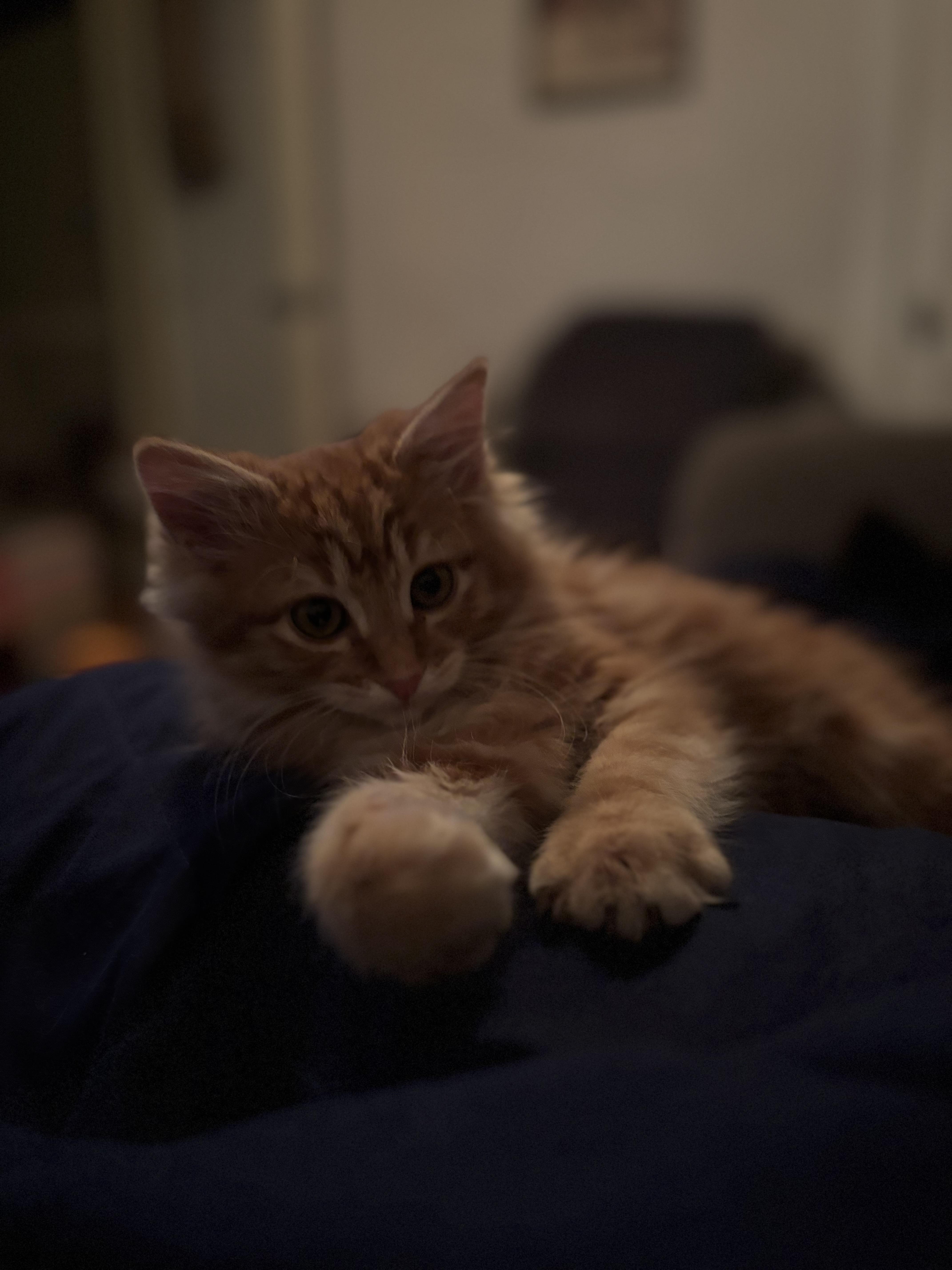 Chestnut, a Adoptable Tabby in Aurora, CO image 2/6