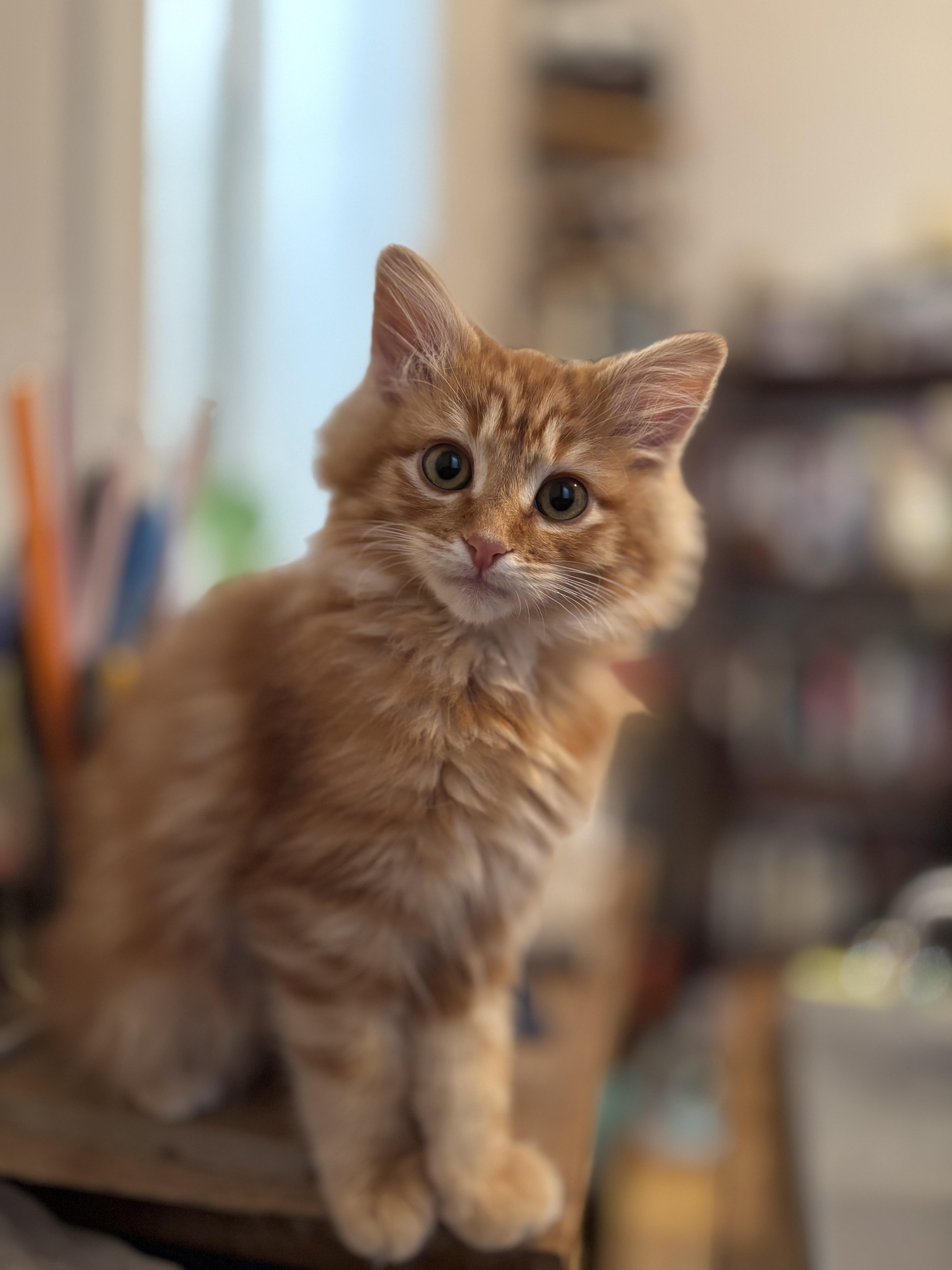 Chestnut, a Adoptable Tabby in Aurora, CO image 3/6