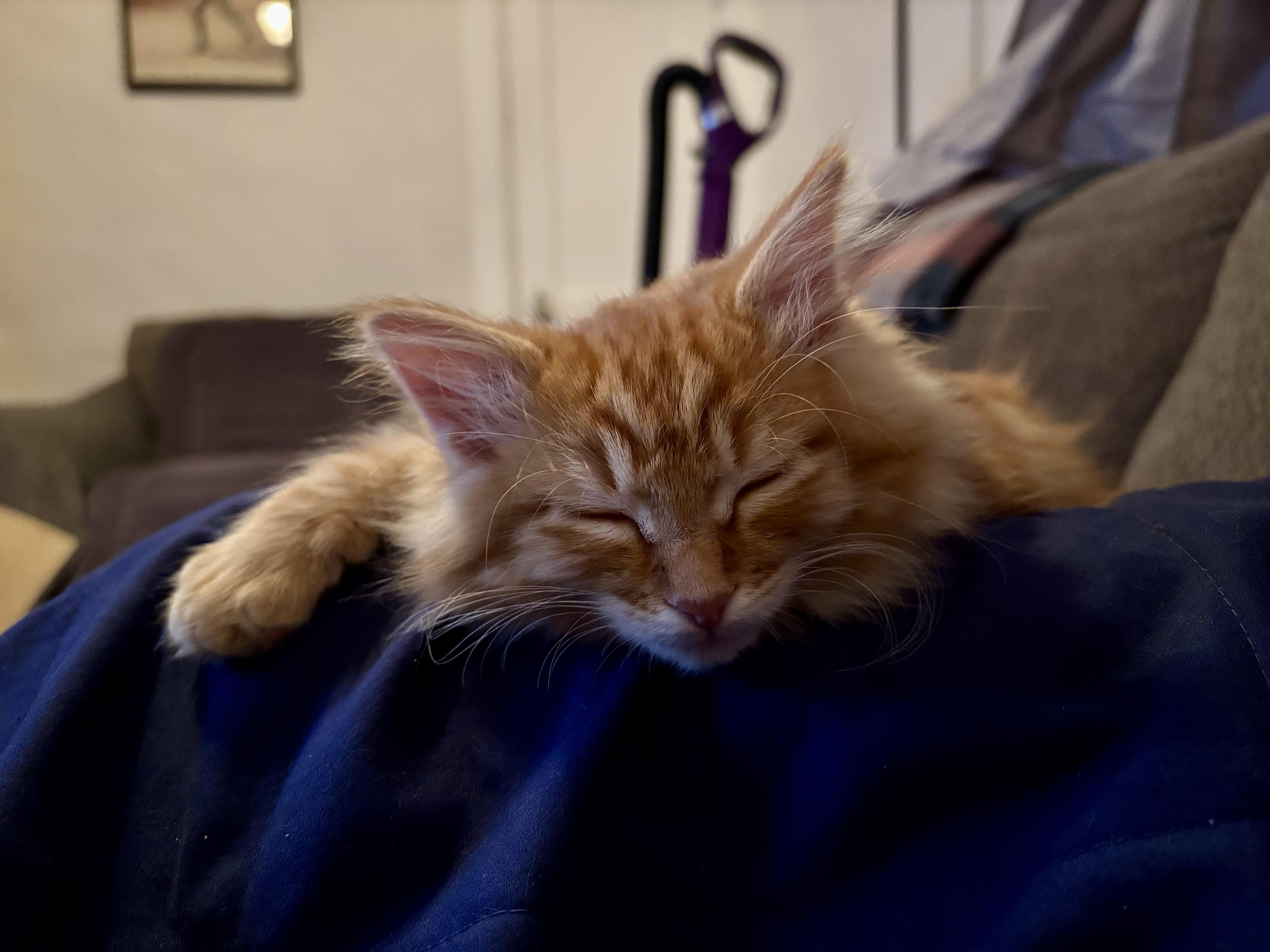 Chestnut, a Adoptable Tabby in Aurora, CO image 4/6