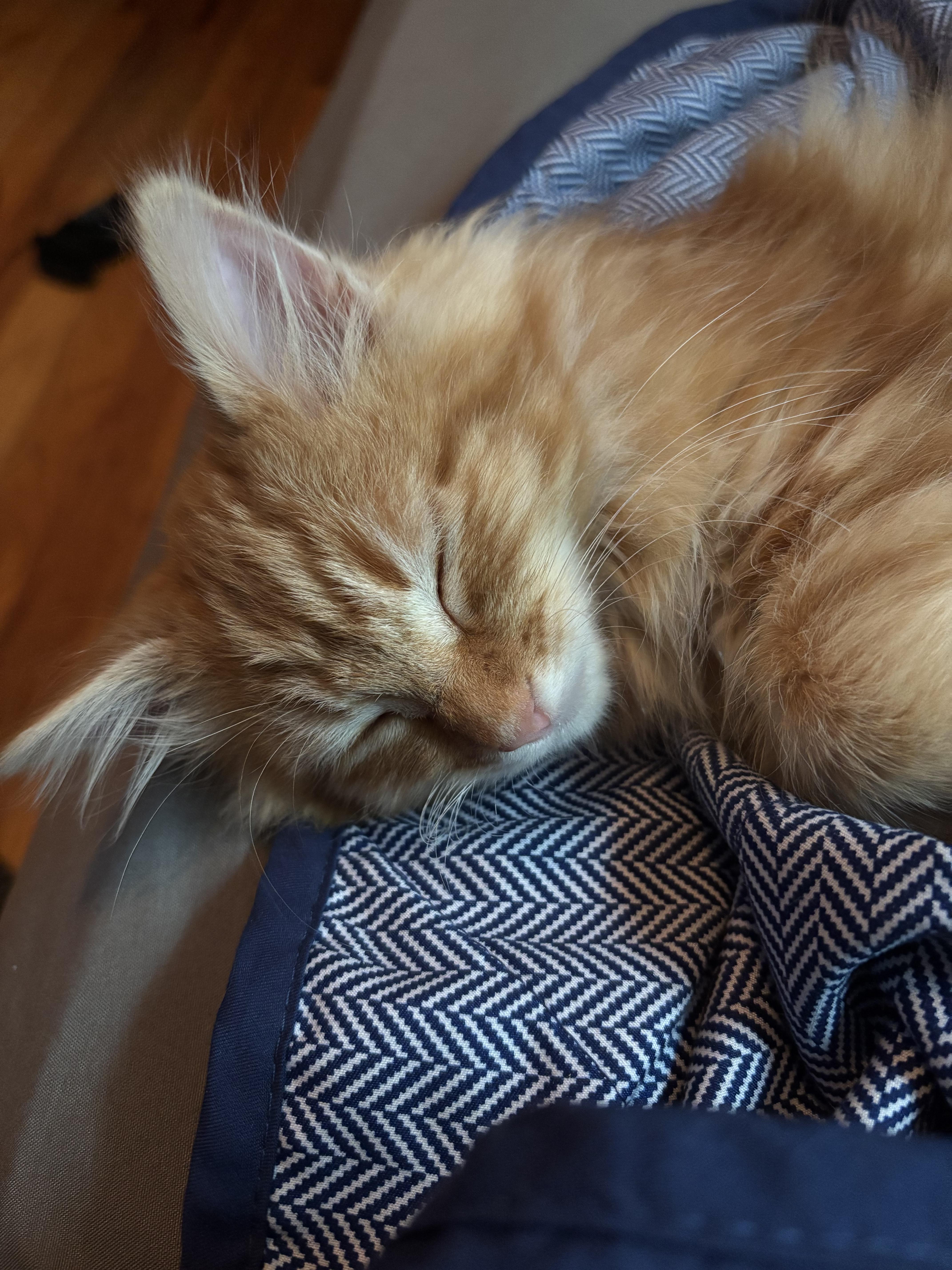 Chestnut, a Adoptable Tabby in Aurora, CO image 5/6