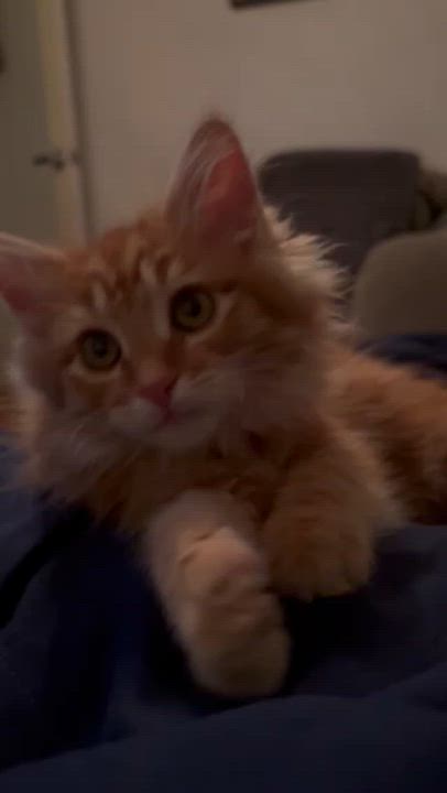 Enlarge Chestnut, a Adoptable Tabby in Aurora, CO video 6/6