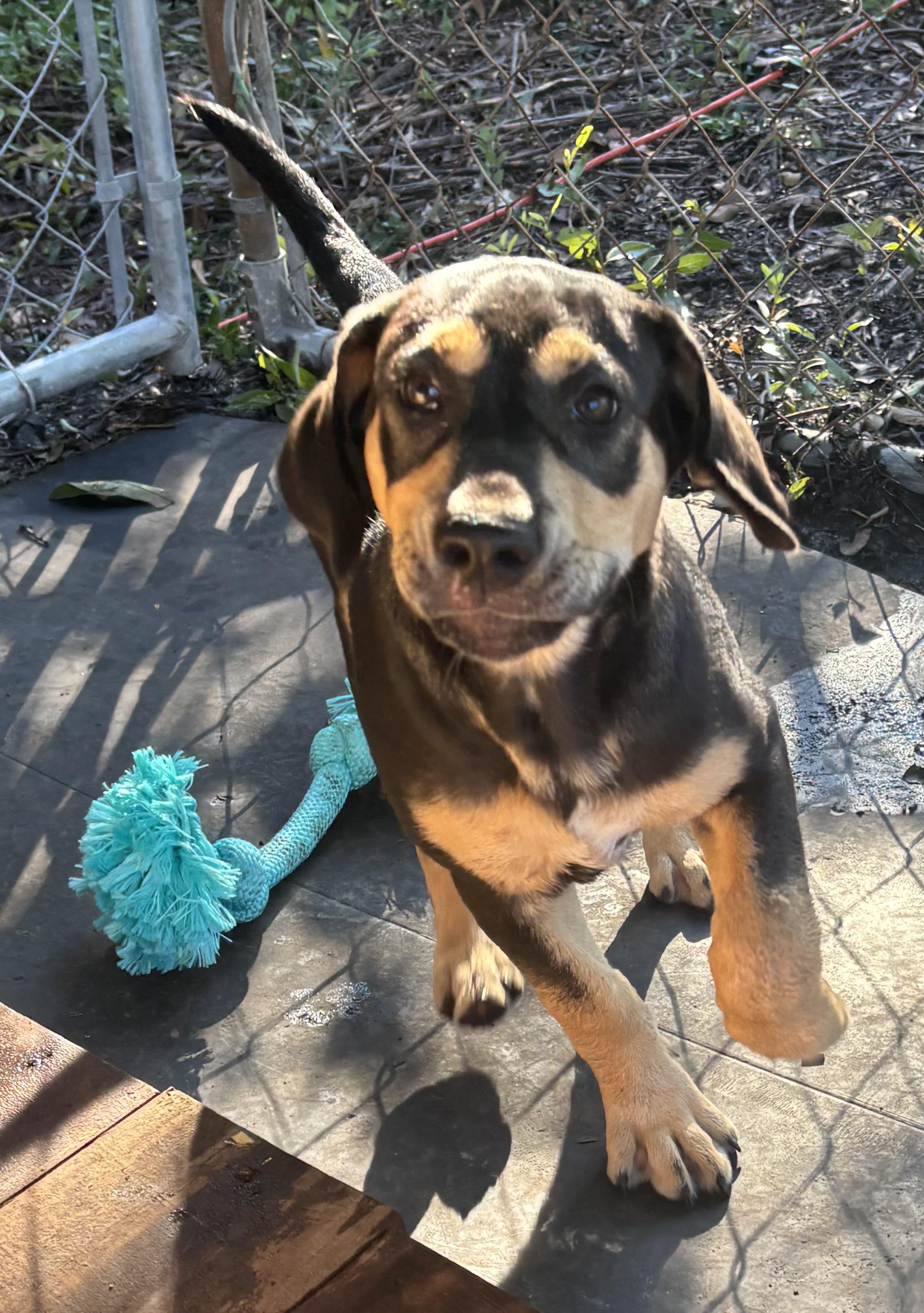 Enlarge Rosie, a Adoptable mixed breed in Hortense, GA image 2/2