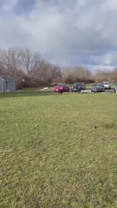 Enlarge Benz , a Adopted Rottweiler in Providence, RI video 4/7