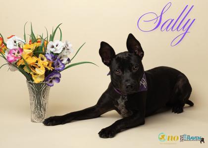 Enlarge Sally, a Adoptable mixed breed in Fairhope, AL image 1/1