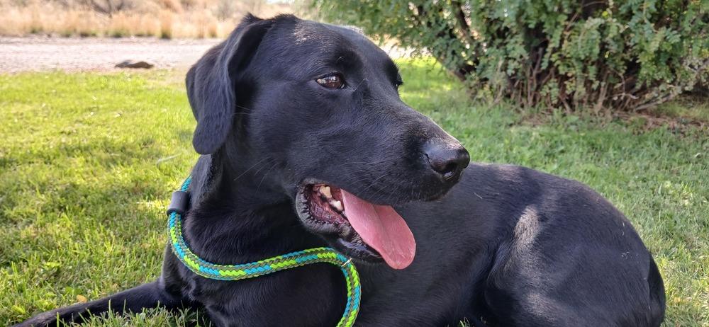 Artemis, Adoptable, Adult Female Labrador Retriever.