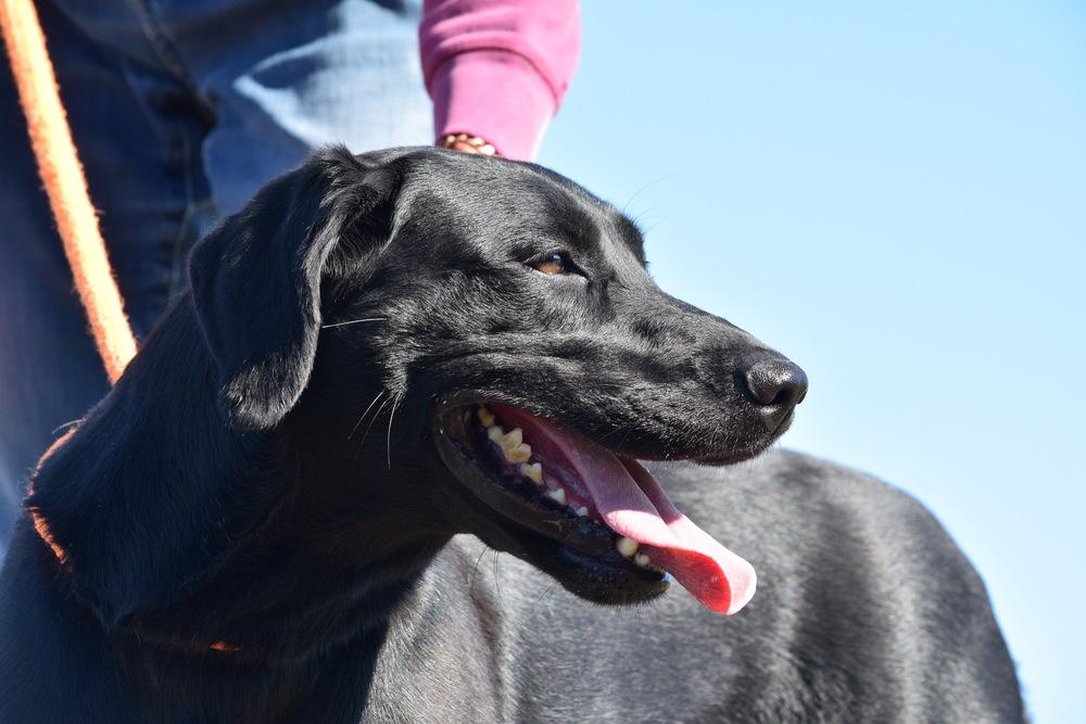 Enlarge Artemis, a Adoptable Labrador Retriever in Salmon, ID image 4/4