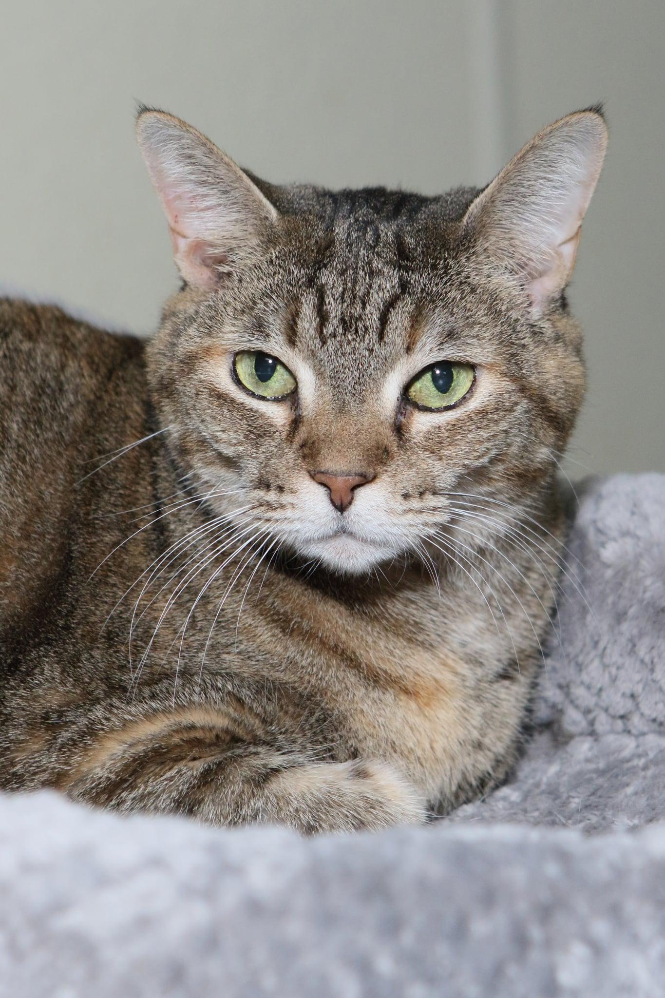 Kate, Adoptable, Senior Female Tabby.