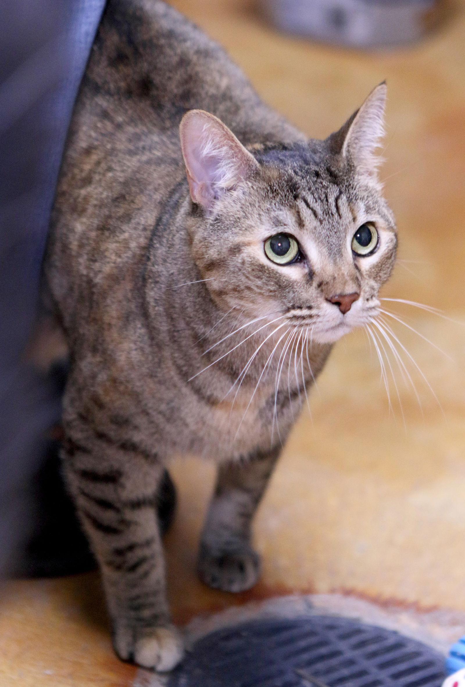 Kate, Adoptable, Senior Female Tabby.