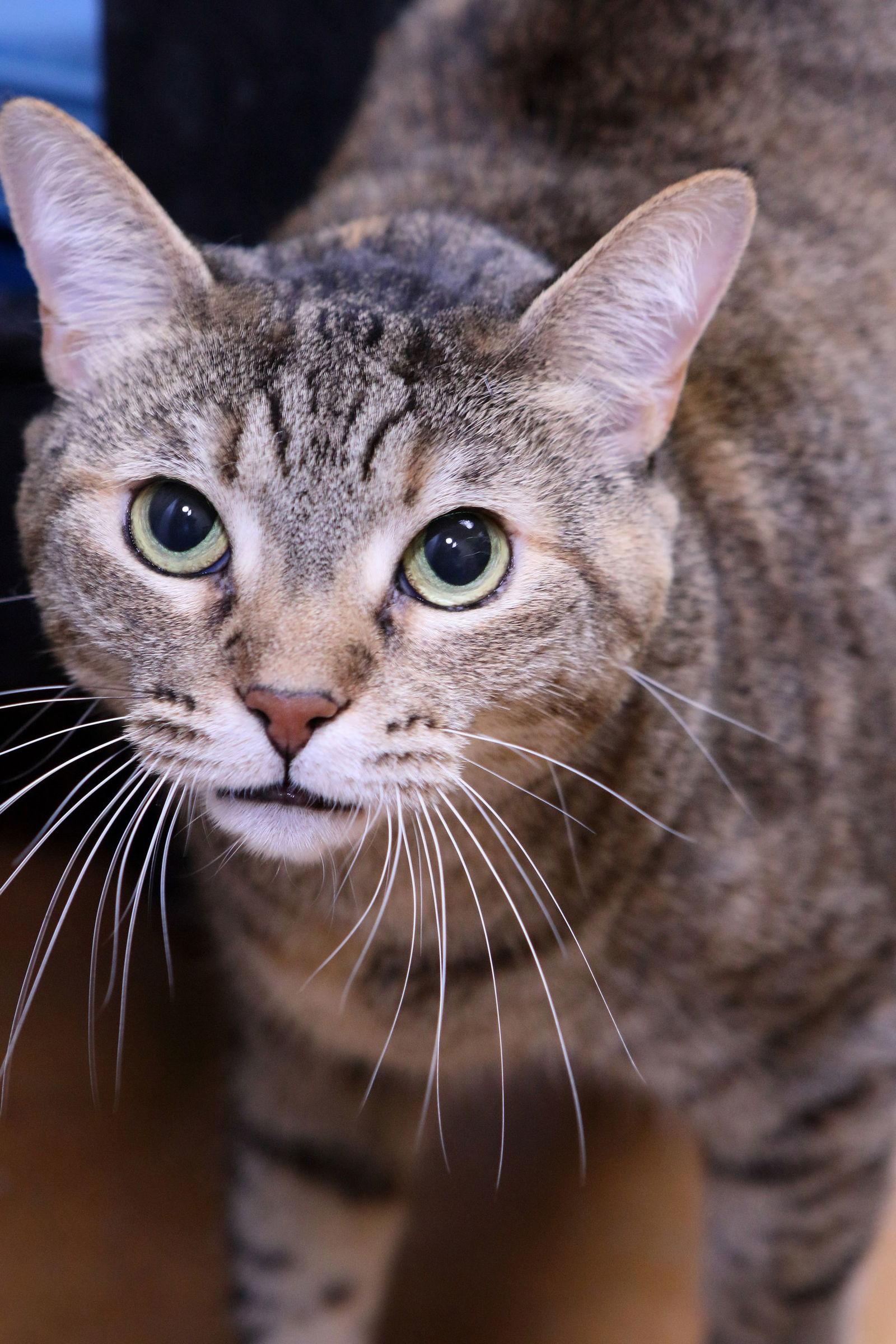 Enlarge Kate, a Adoptable Tabby in Austin, MN image 3/3