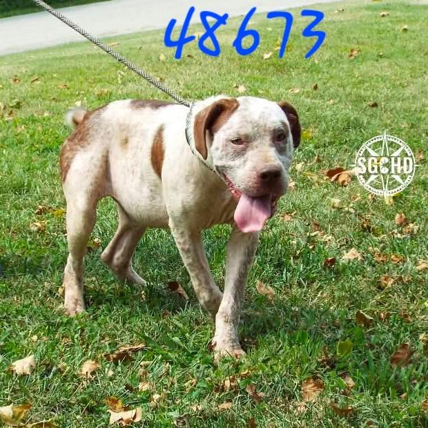 Enlarge Teddy, a Adoptable mixed breed in Springfield, MO image 1/6