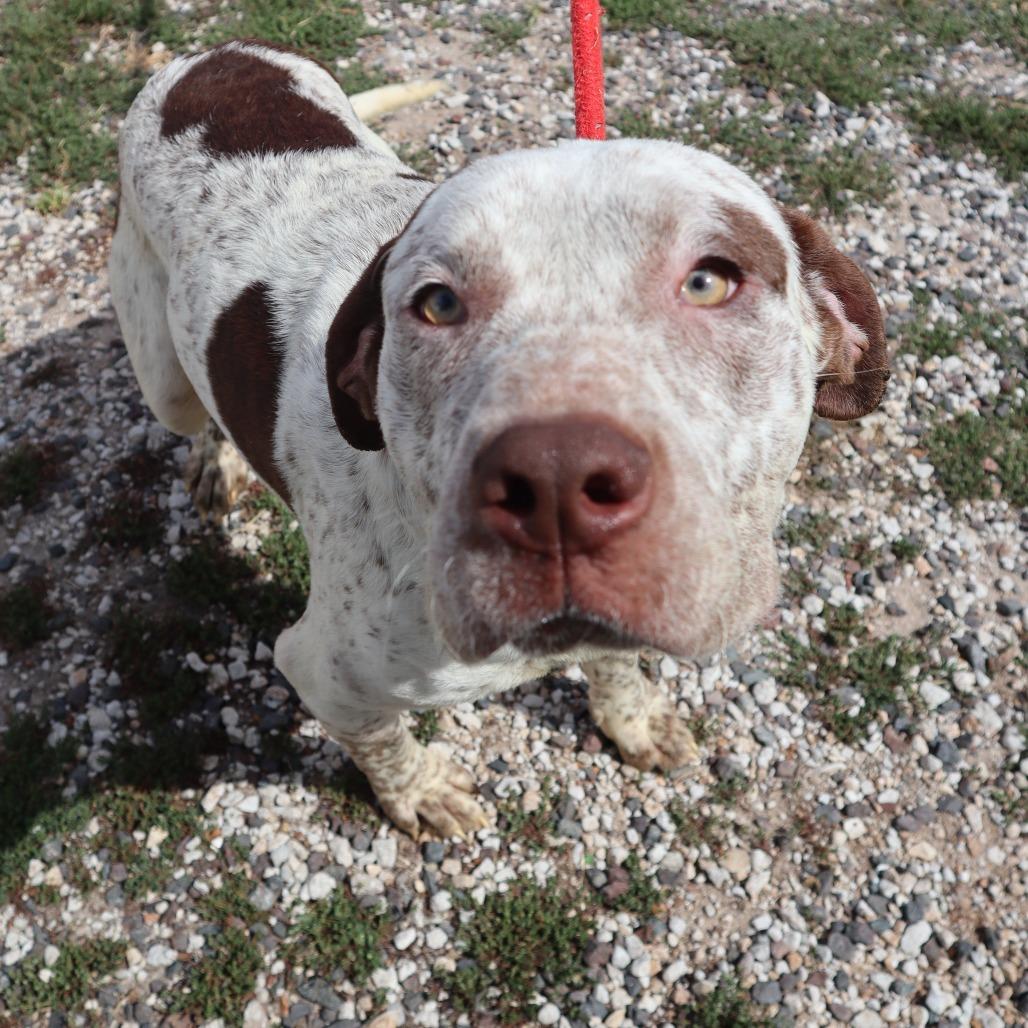 Enlarge Teddy, a Adoptable mixed breed in Springfield, MO image 2/6