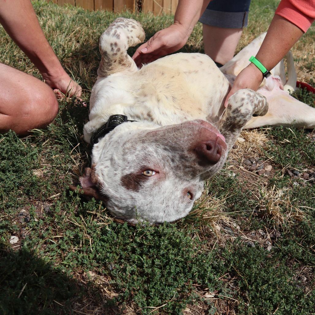 Enlarge Teddy, a Adoptable mixed breed in Springfield, MO image 3/6