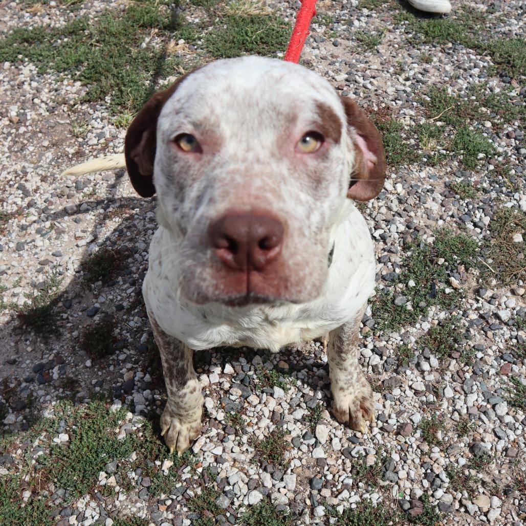 Enlarge Teddy, a Adoptable mixed breed in Springfield, MO image 4/6